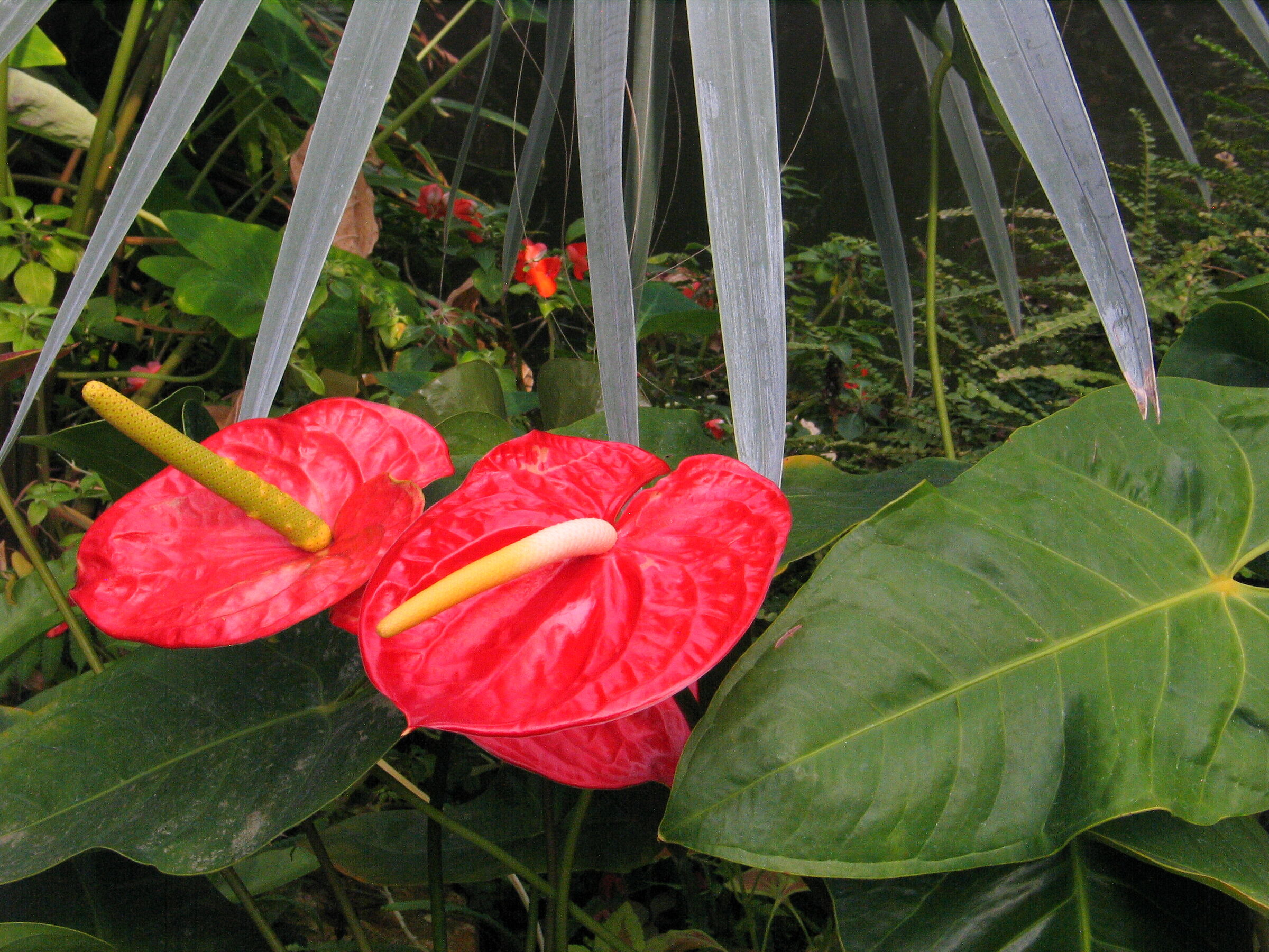 flowers in greenhouses