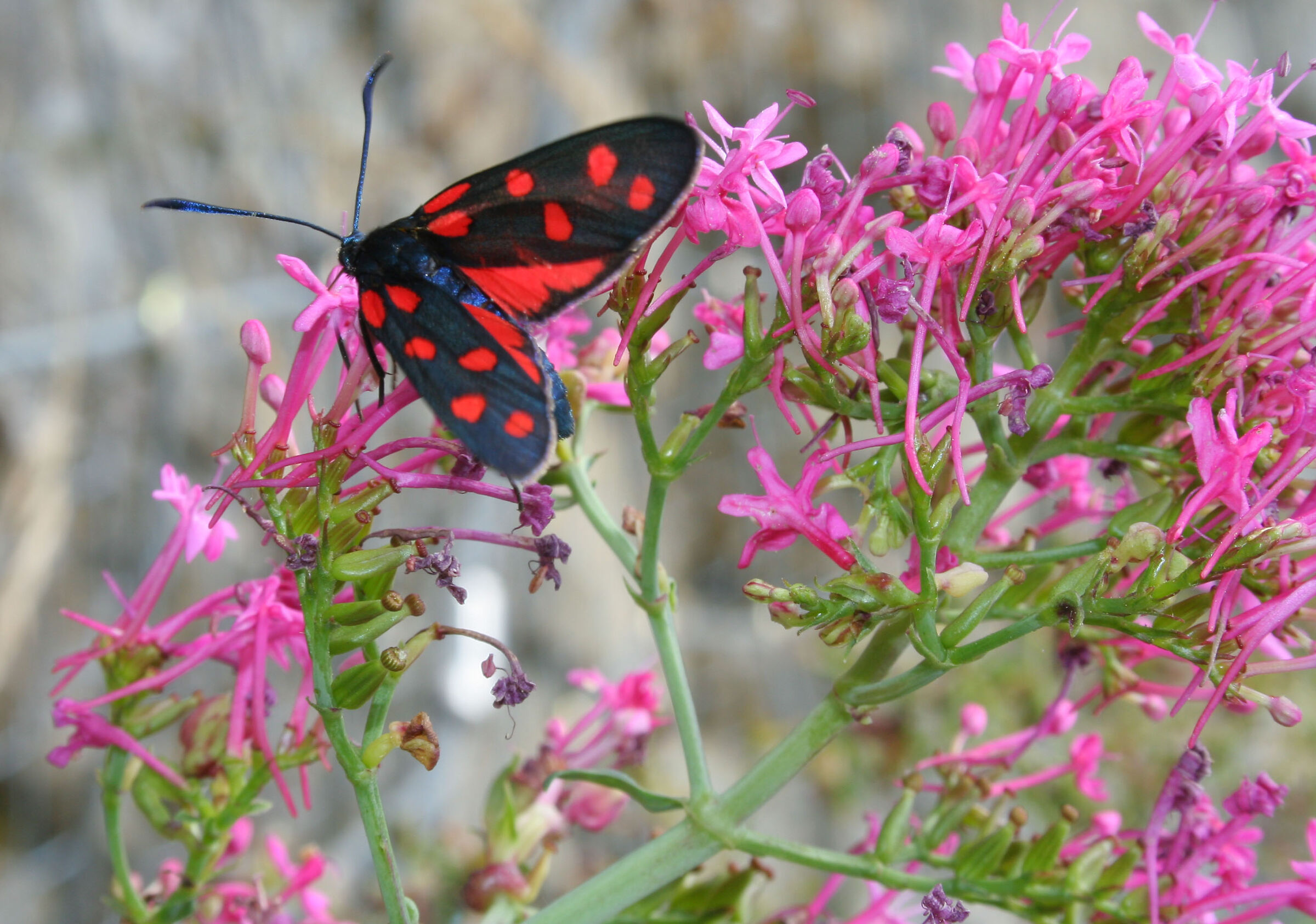 laid on the flower