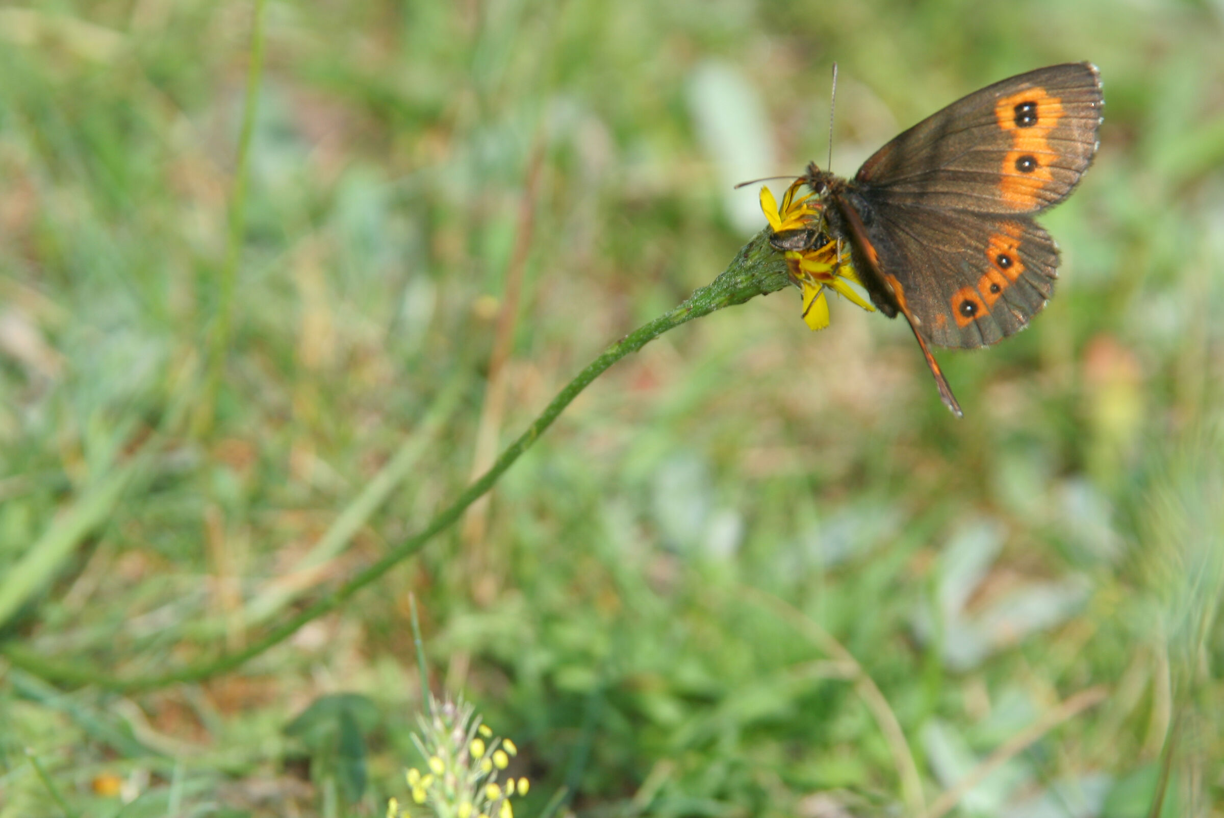 hovering over the flower