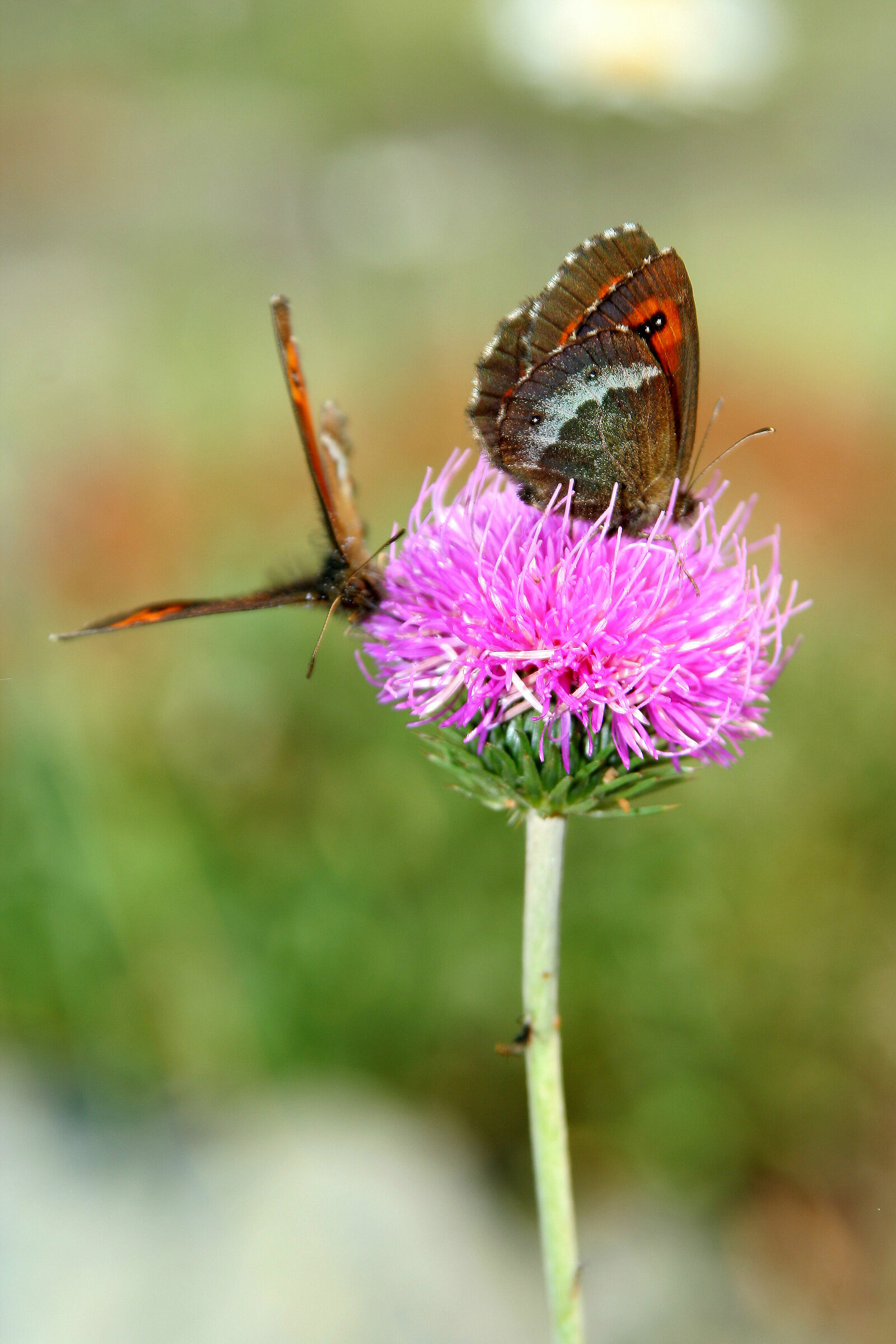 in two on the flower