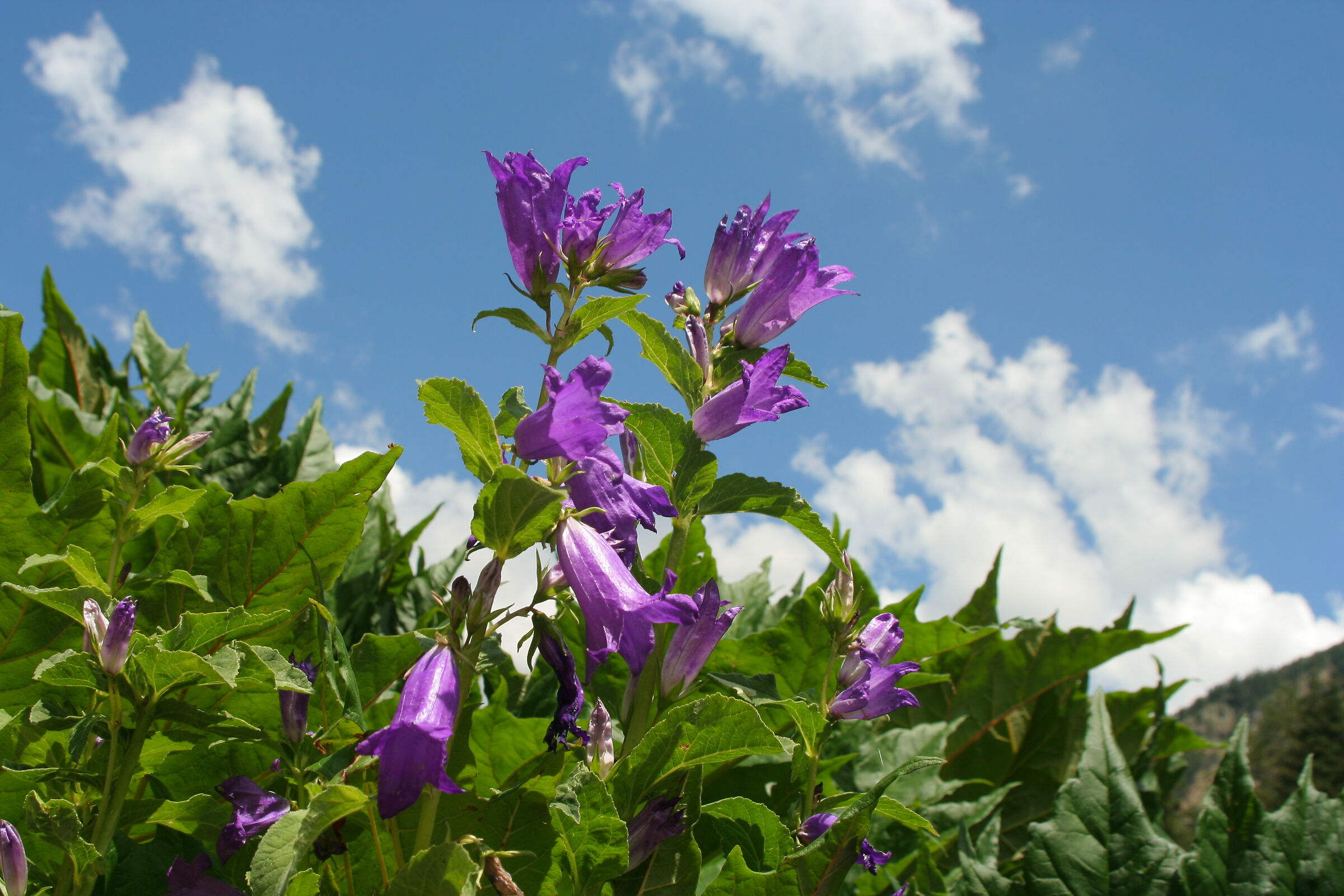 bells in the mountains