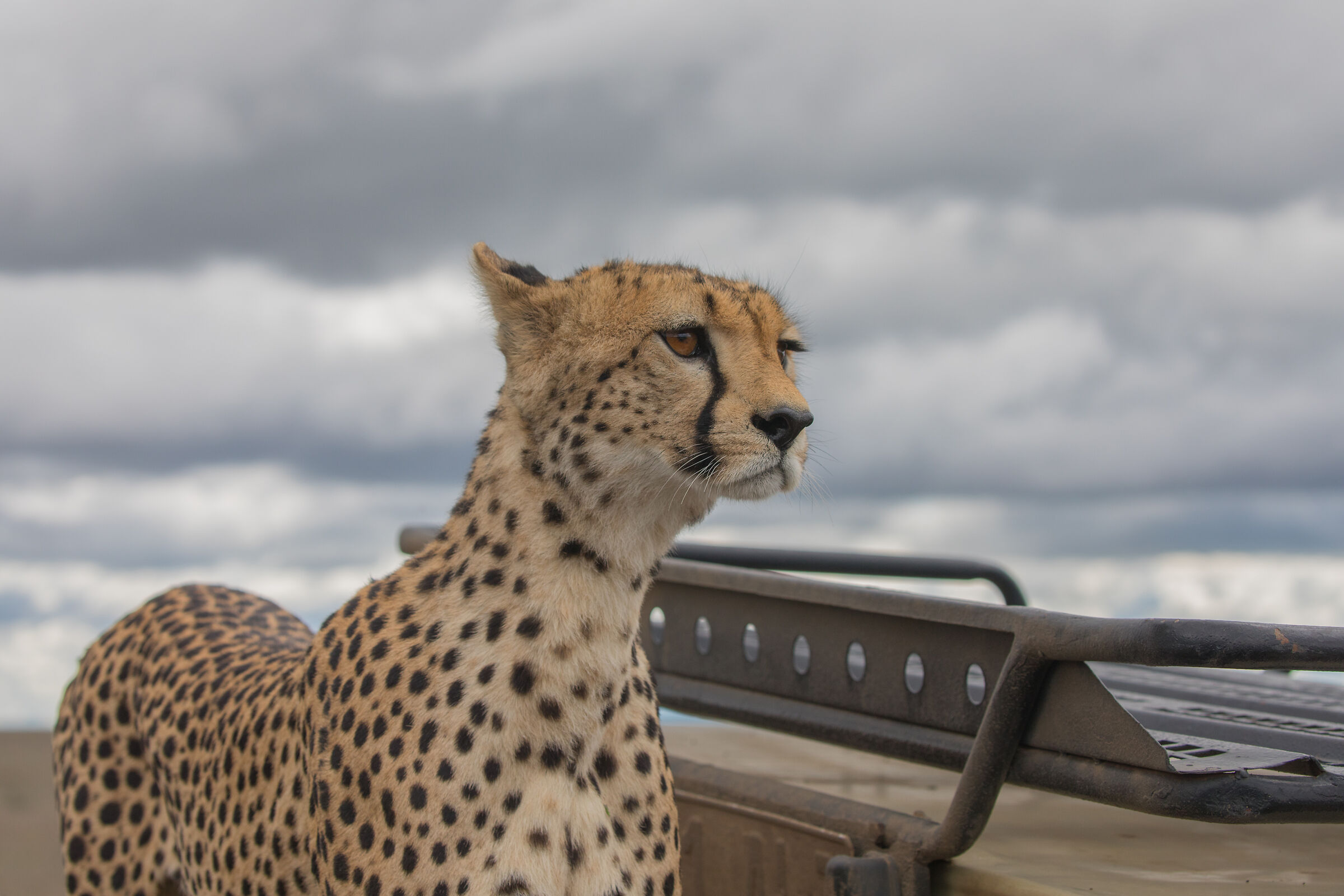 Can you give me a ride?