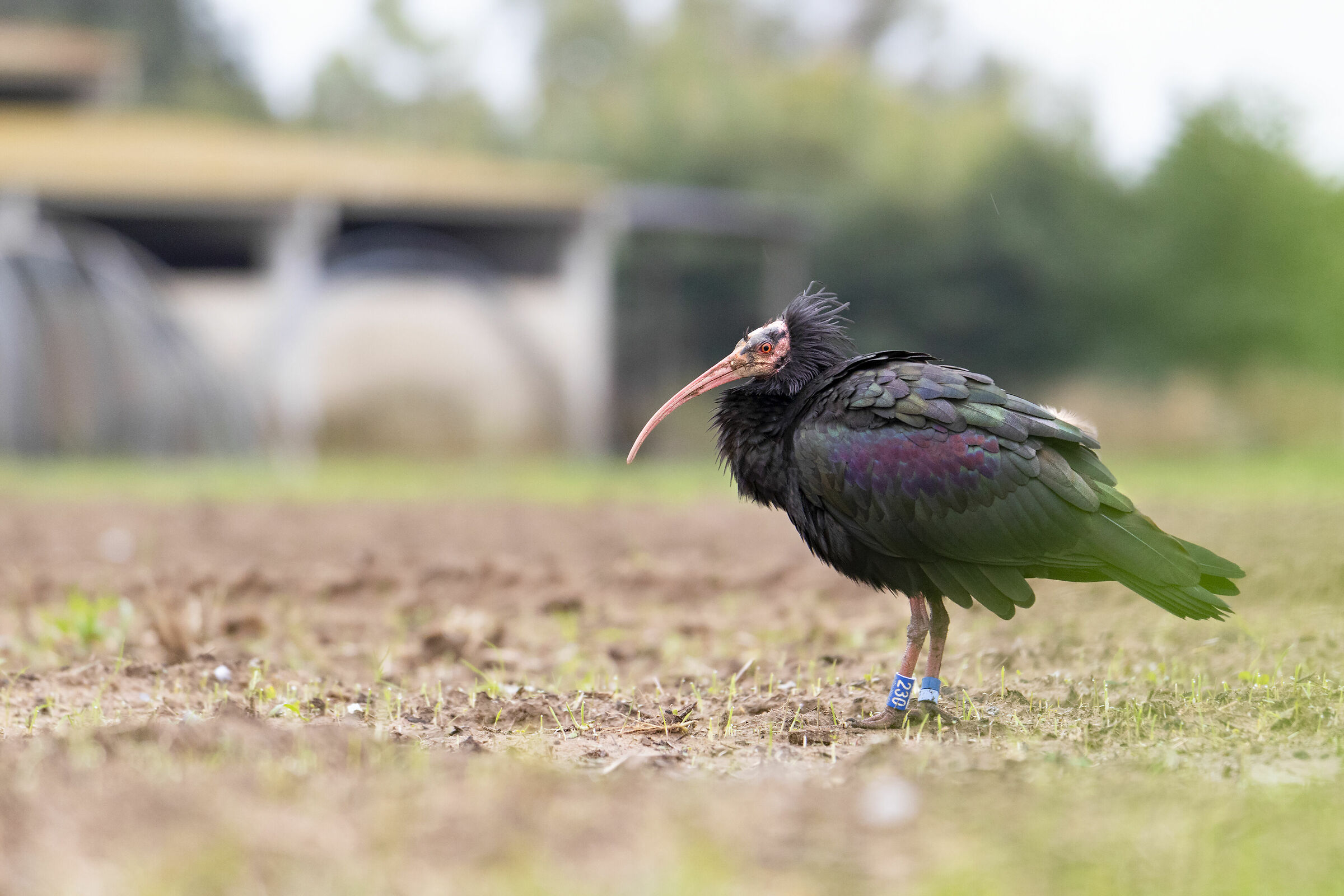 Ibis eremita