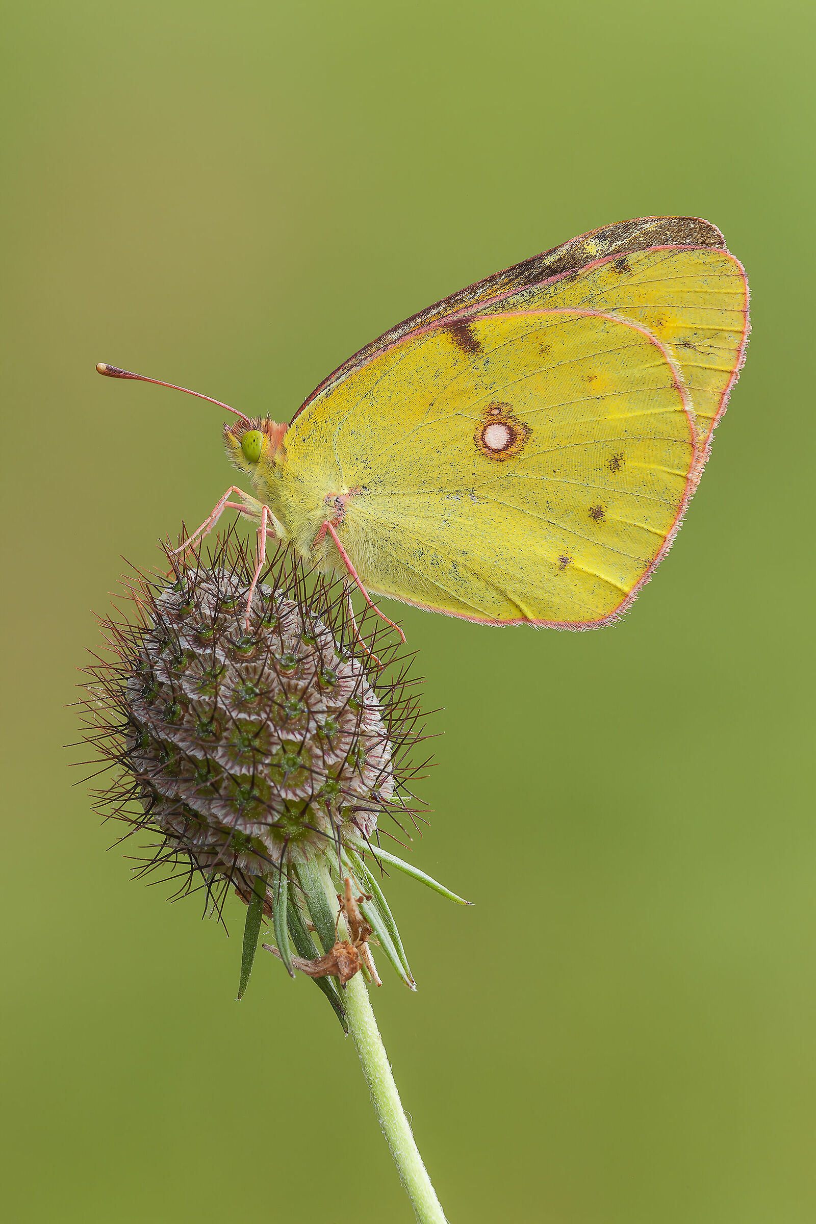 Colias crocea