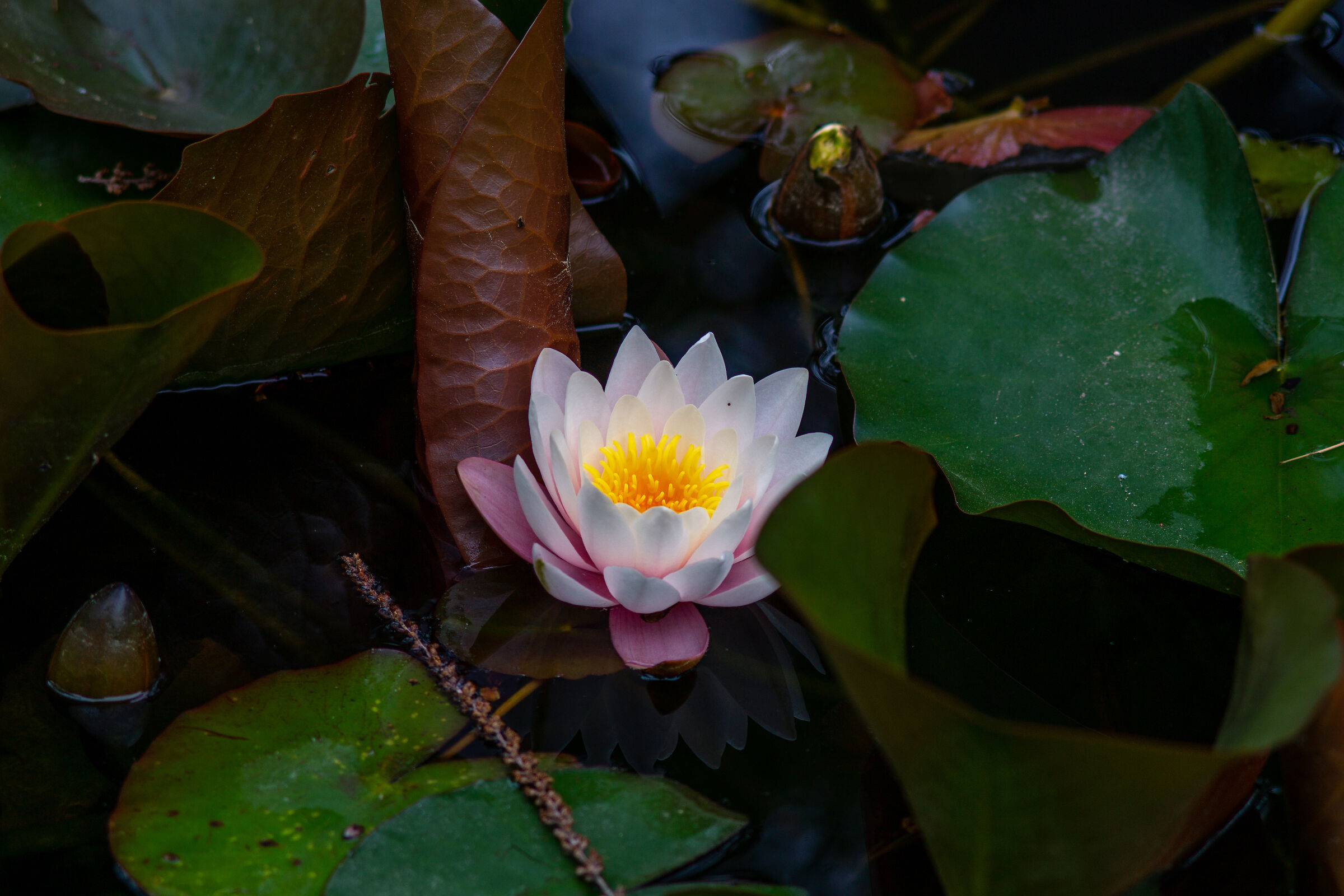 Water lily 2