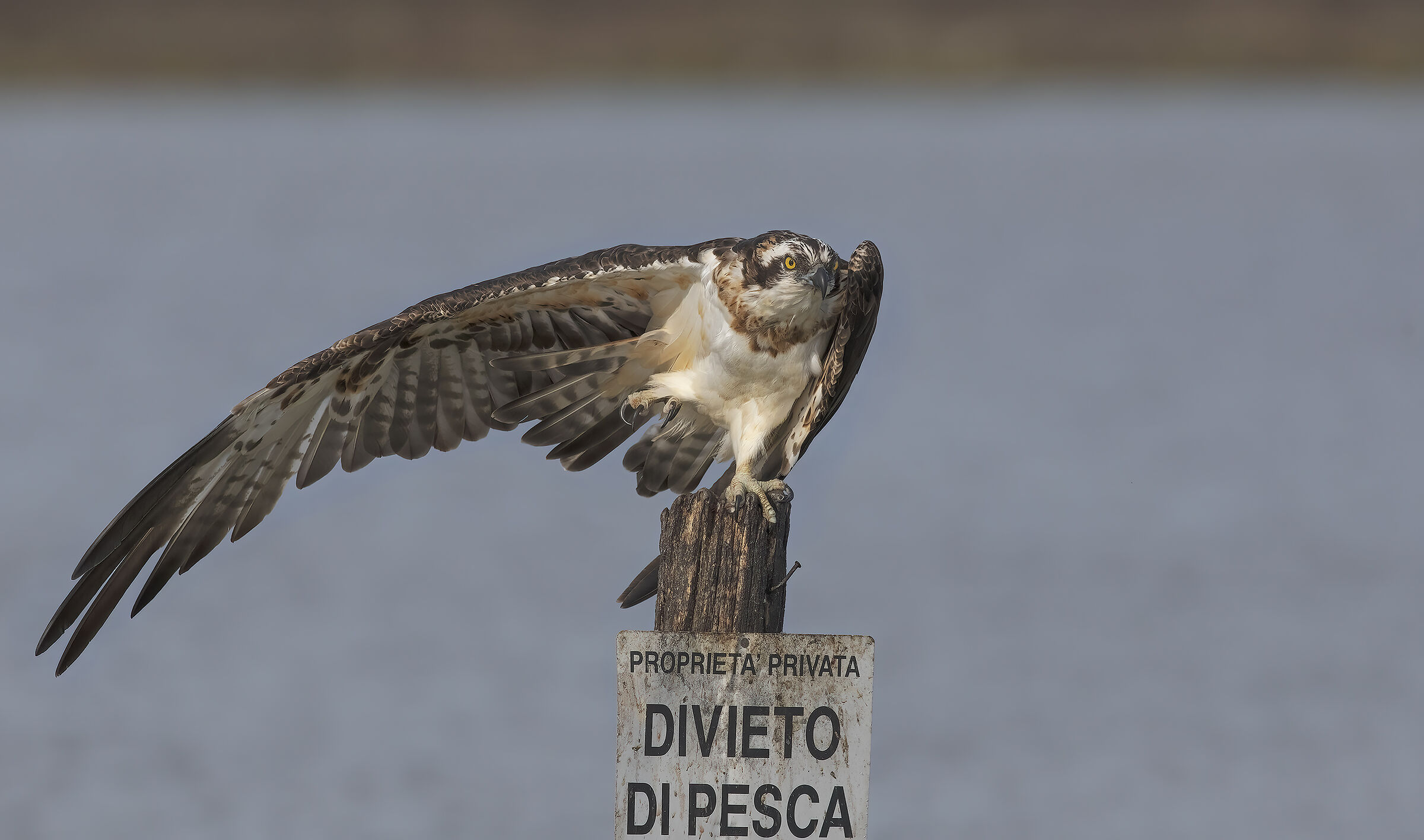 continua prova topaz AI