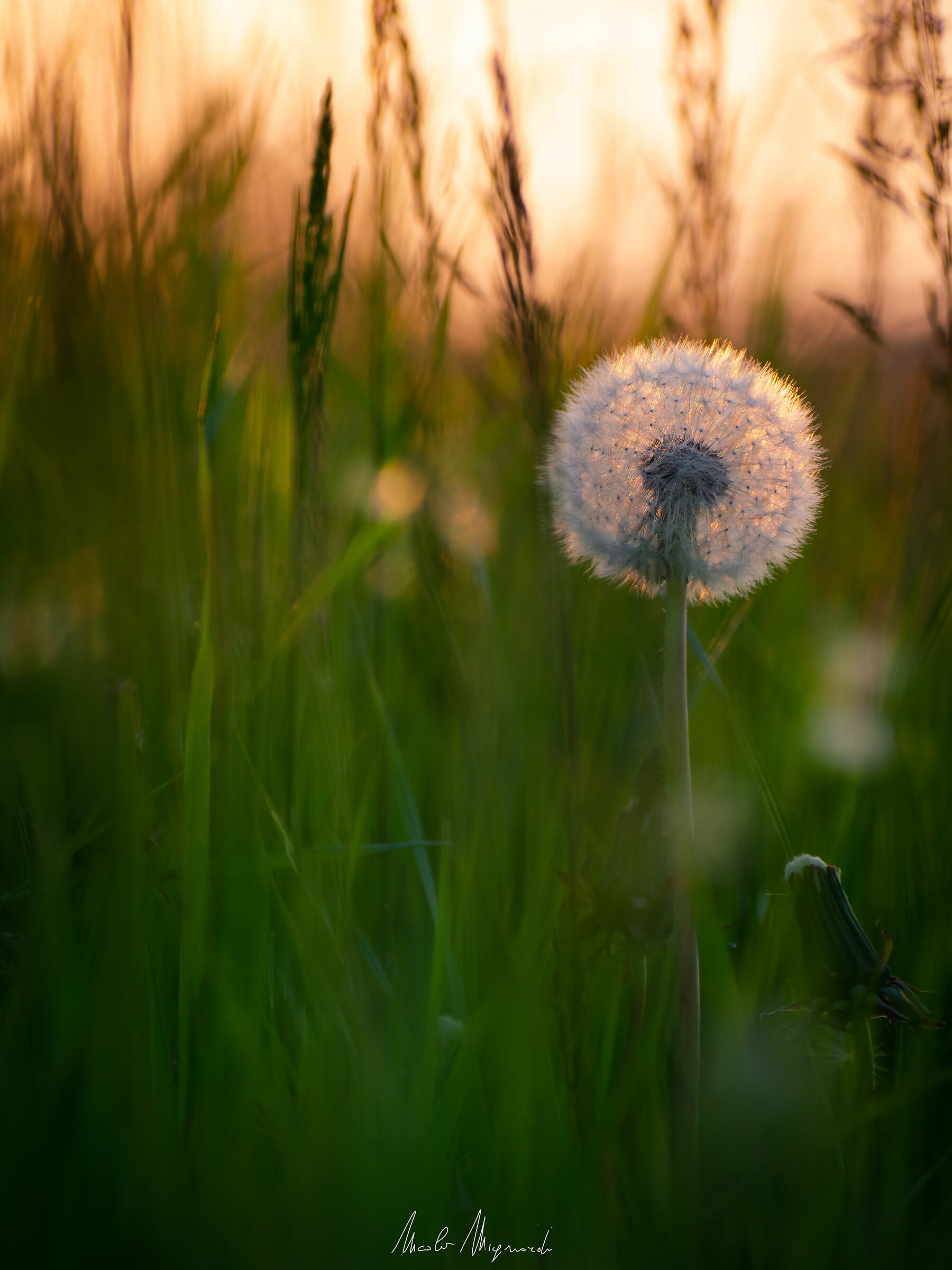 Taraxacum officinale