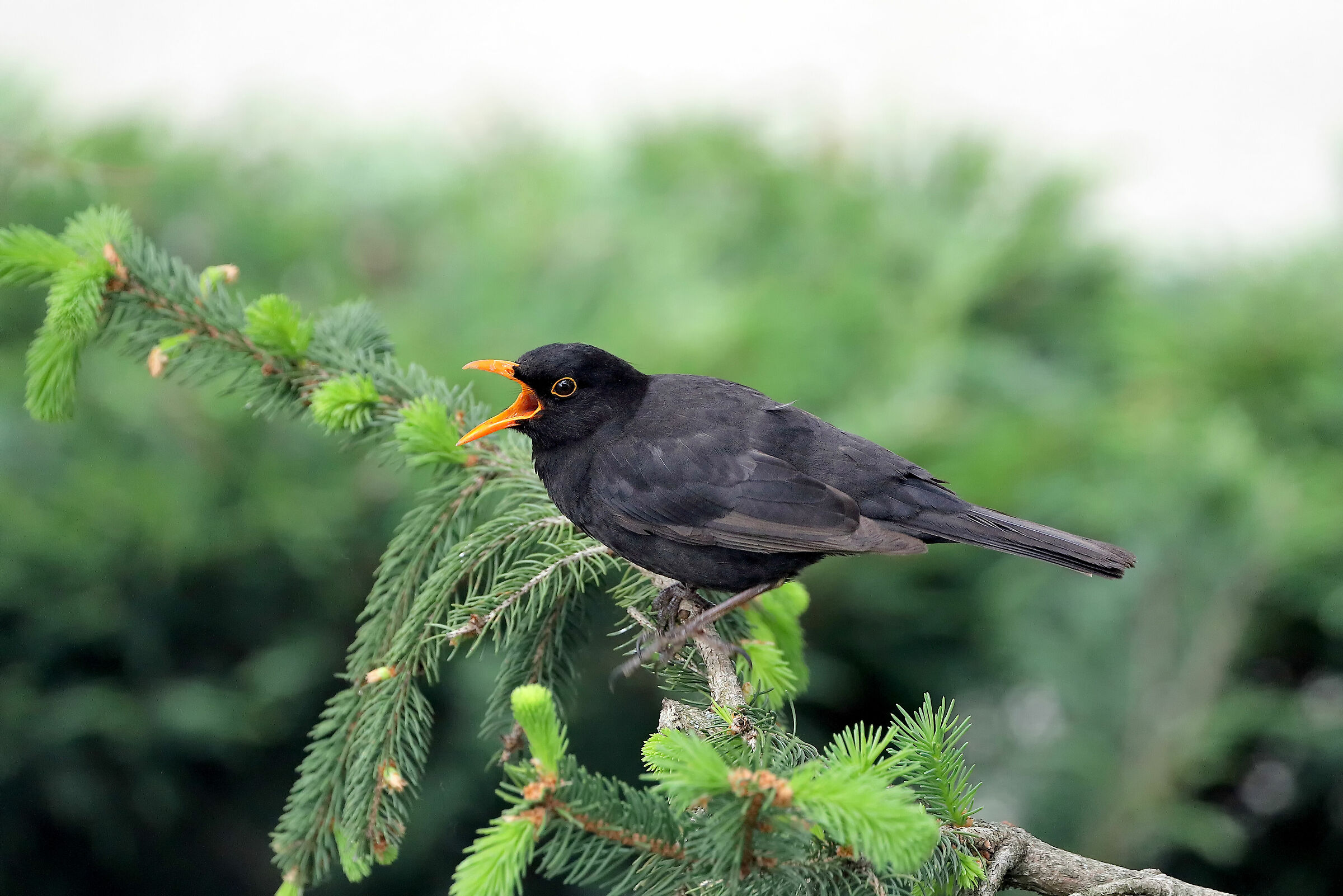 Male blackbird