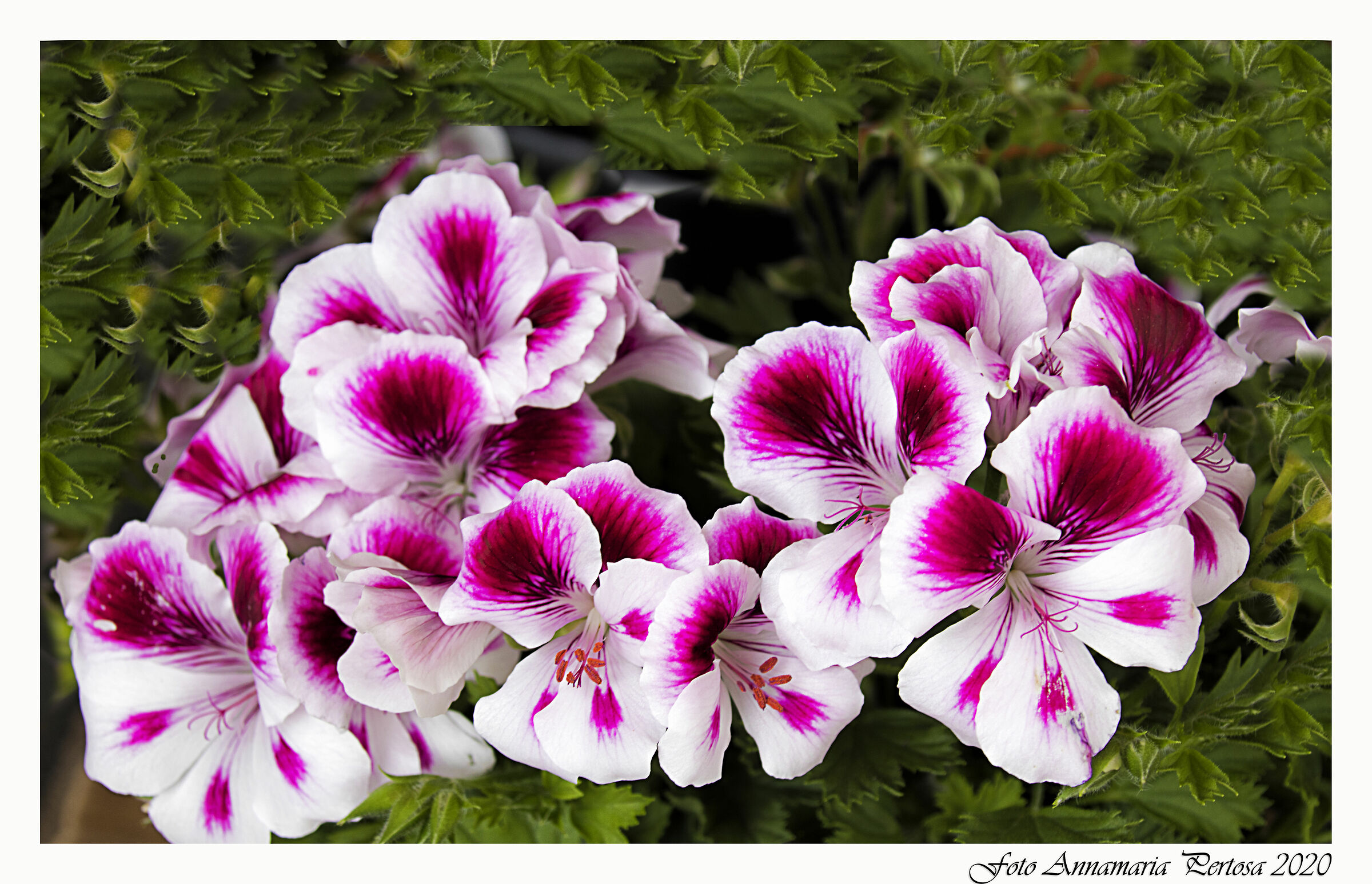 Un po' di fiori per rinascere