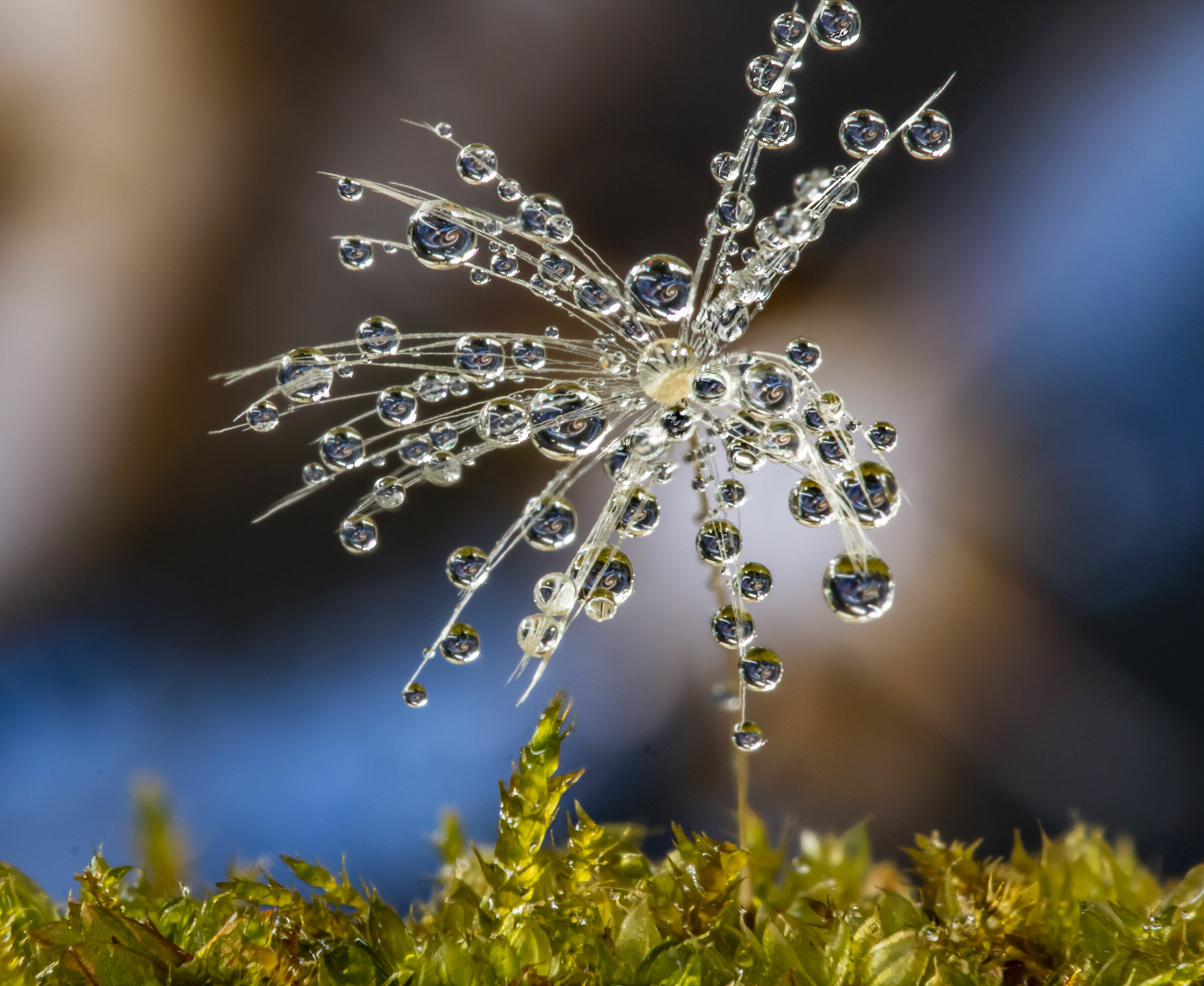 L'albero delle stelle
