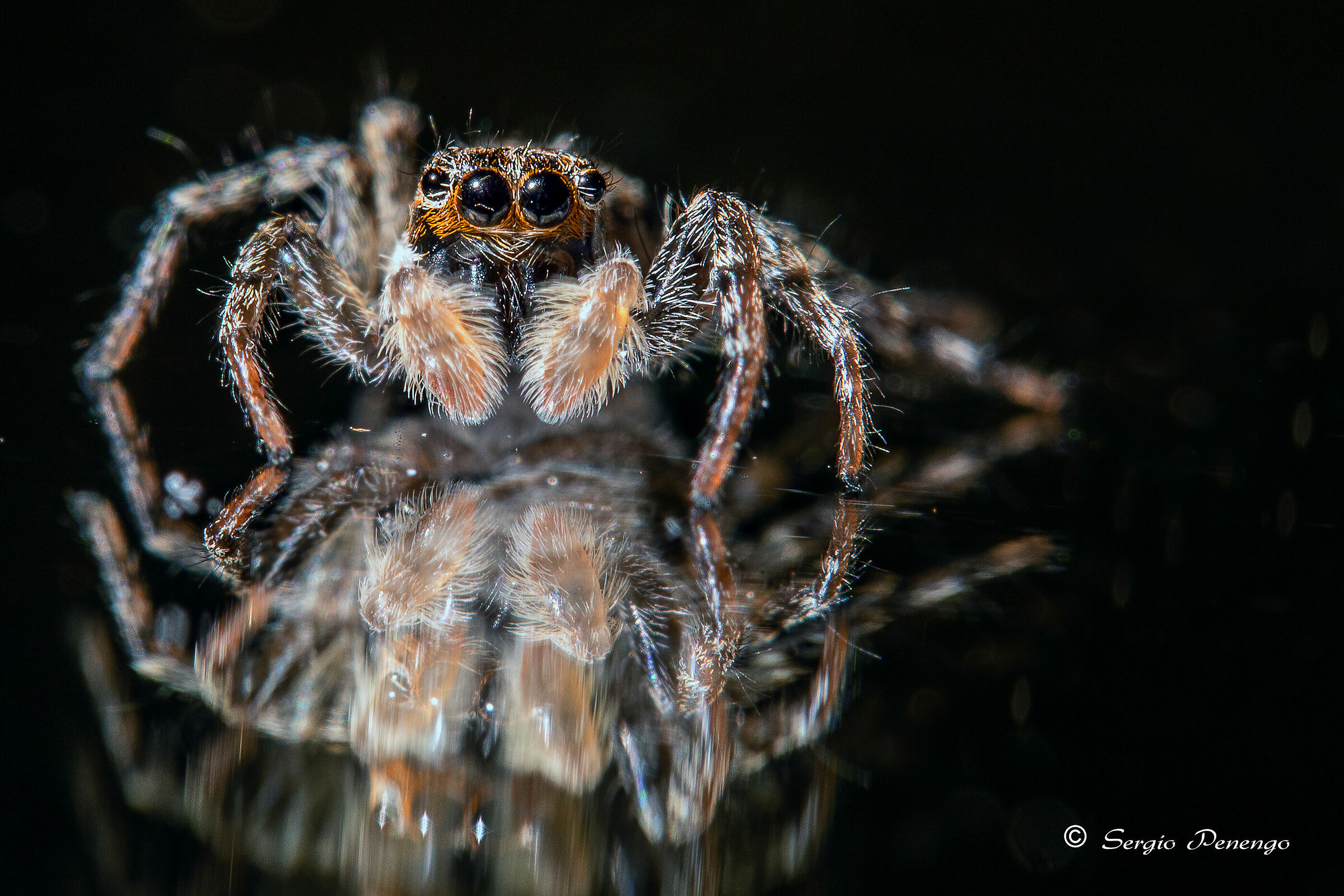"Questa luce mi dona molto" (ragno salticide)