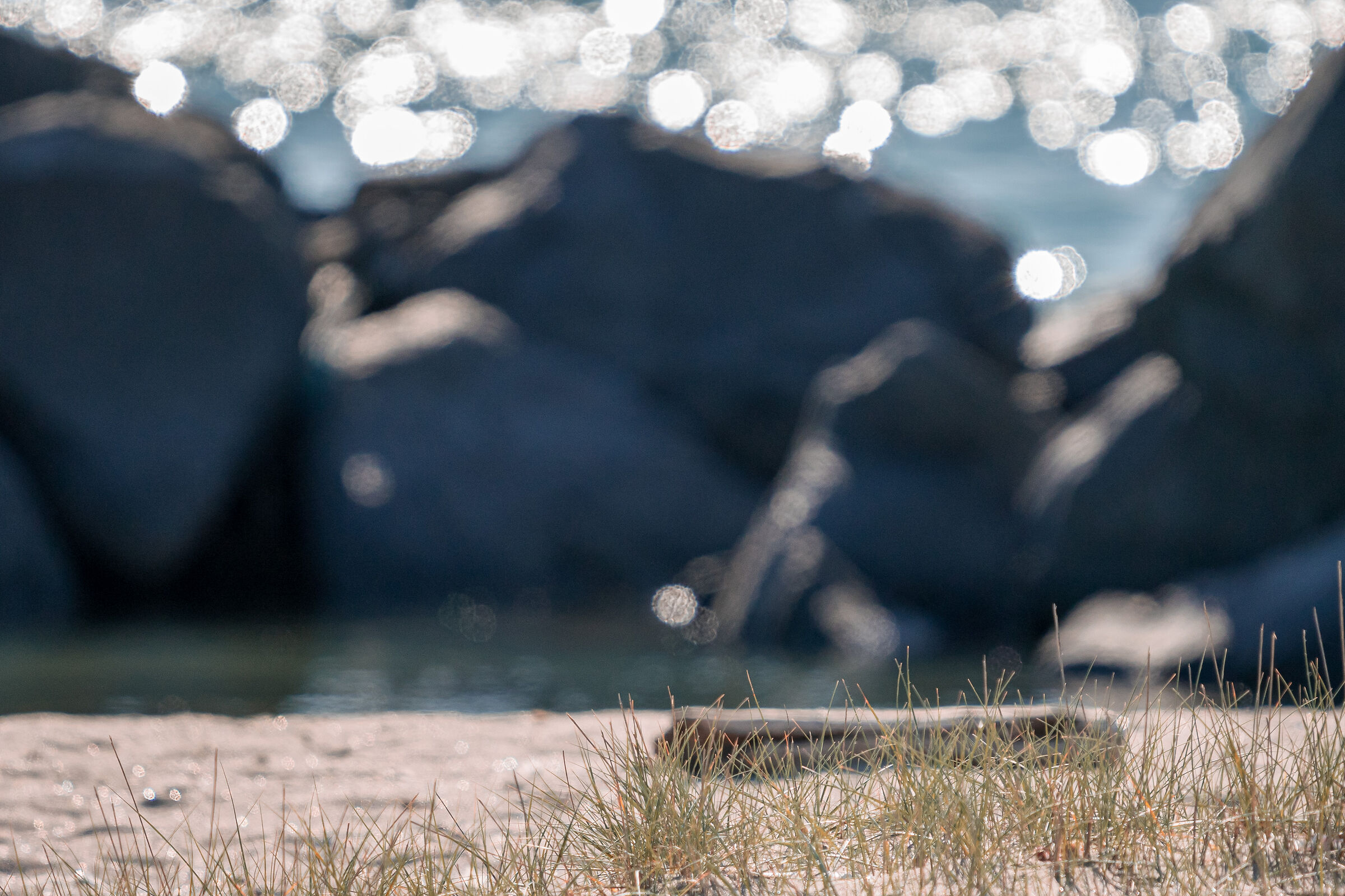 Bird photography during quarantine