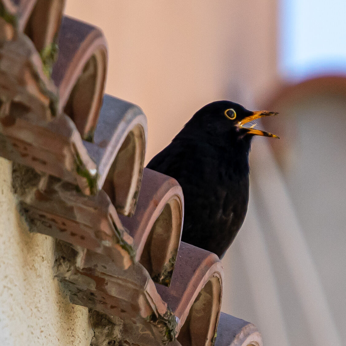 Bird photography during quarantine