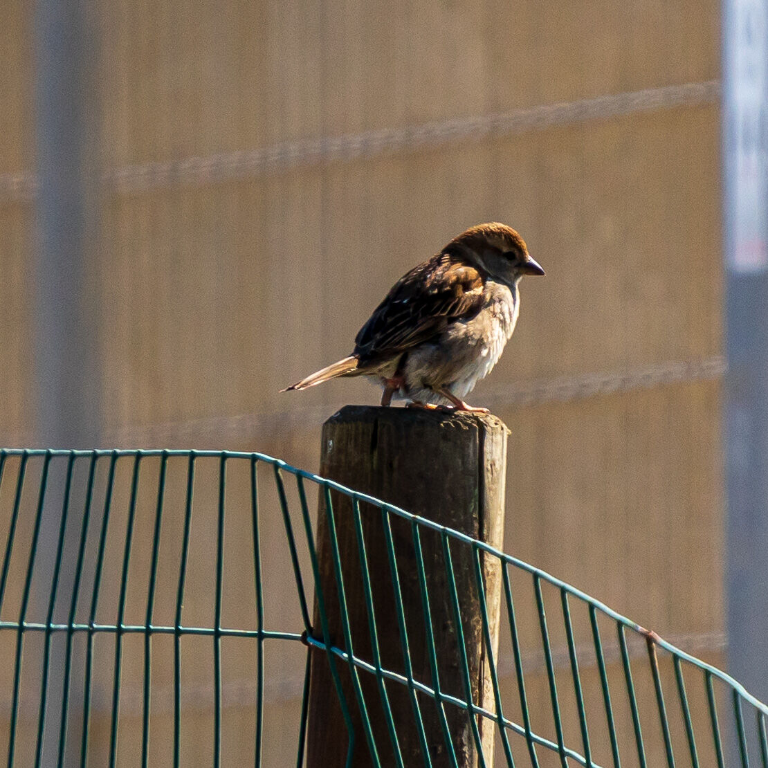 Bird photography during quarantine