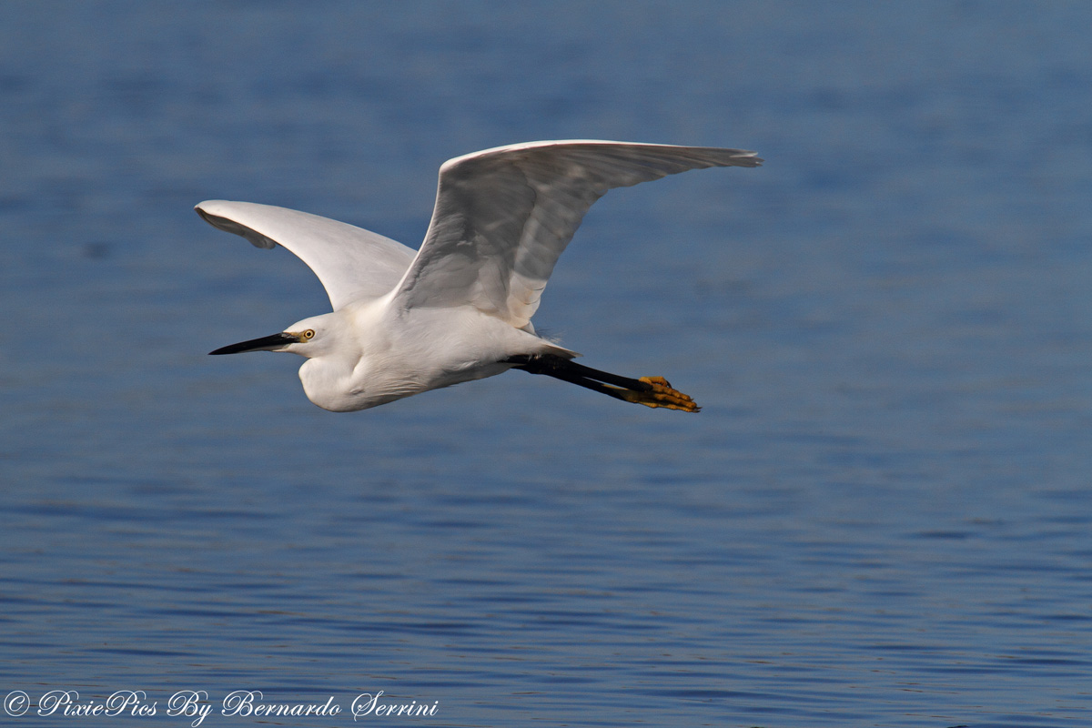 Little Egret (Egretta garzetta) in flight