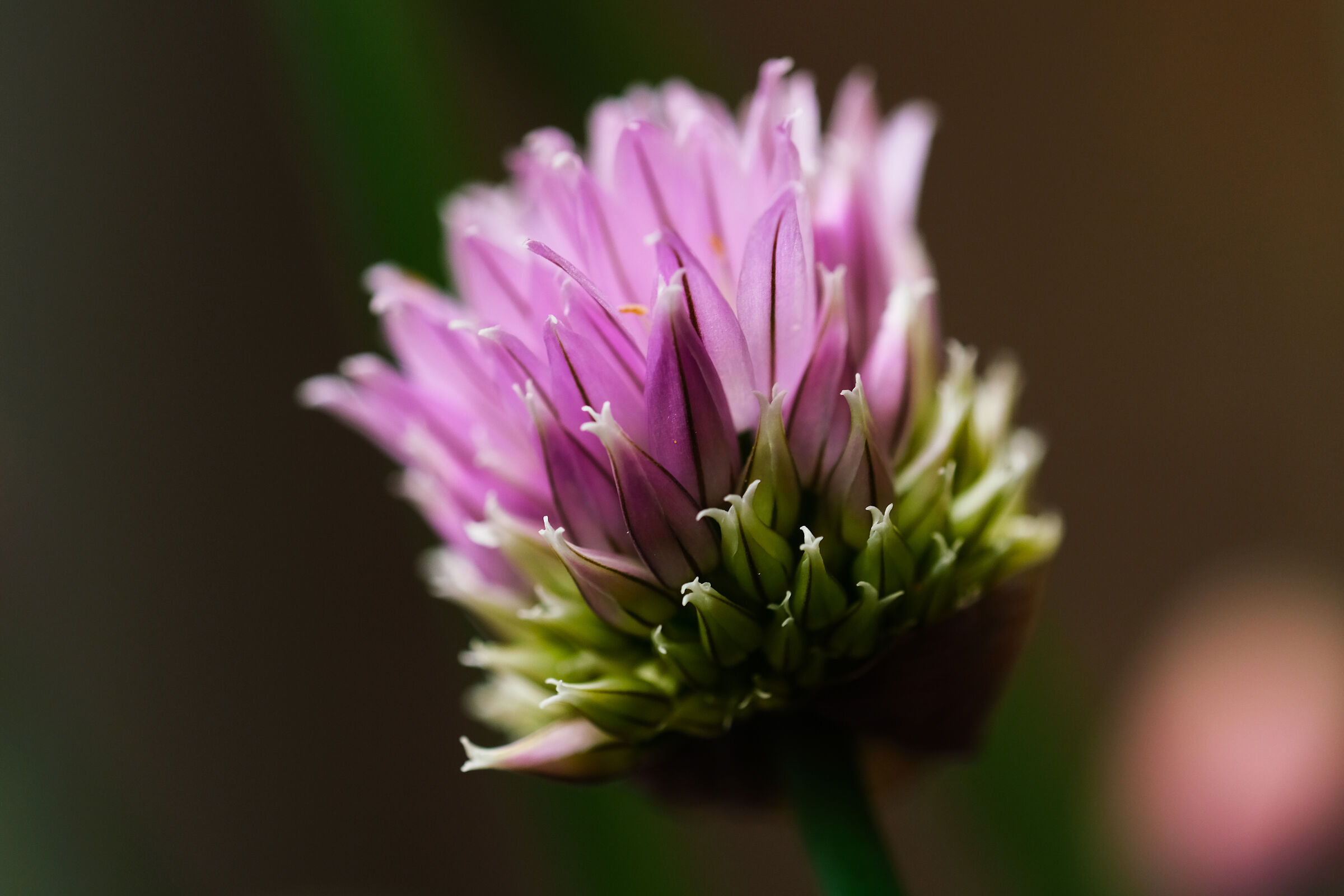 Chives