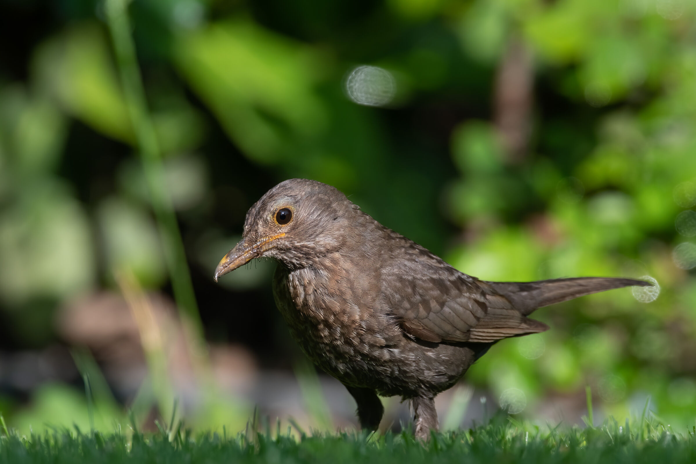 Merla da casa HD pixel reali