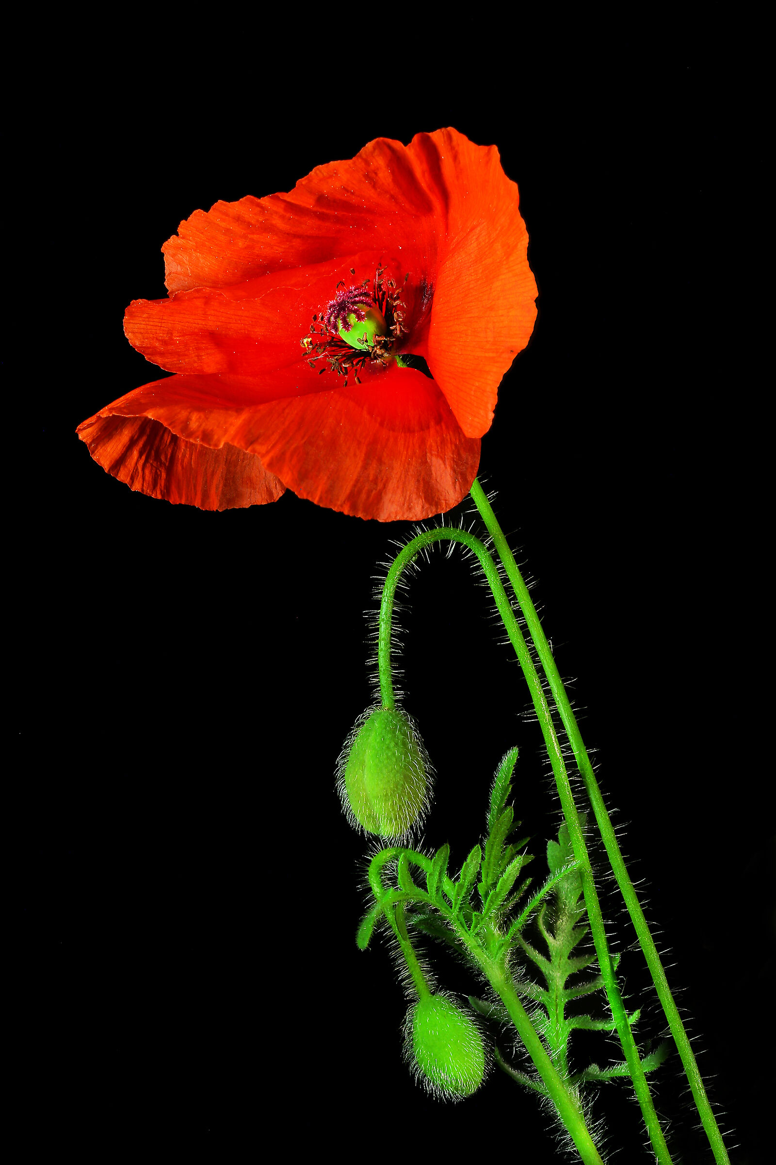 Wild poppy