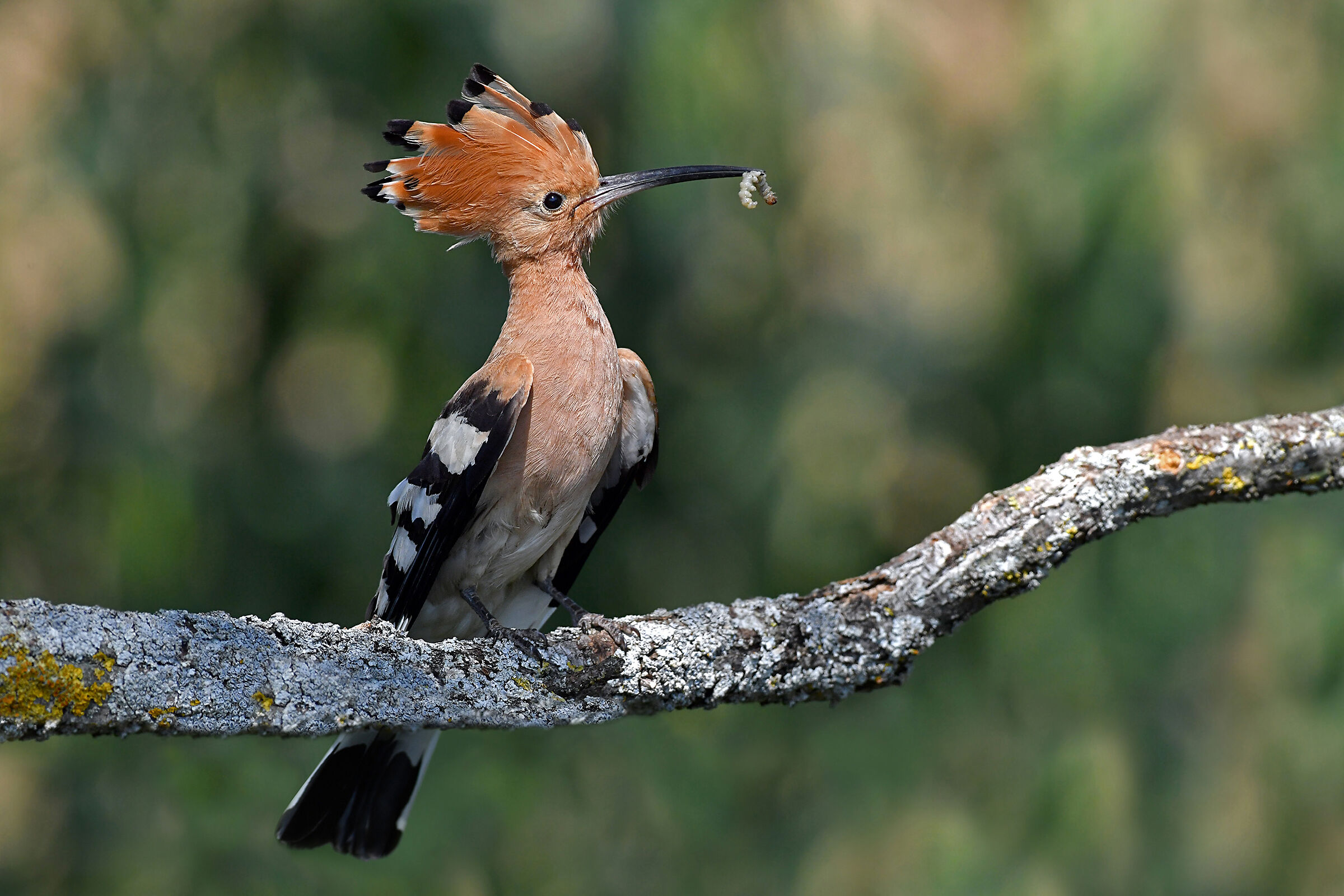 Feather Stories 4 (Upupa)