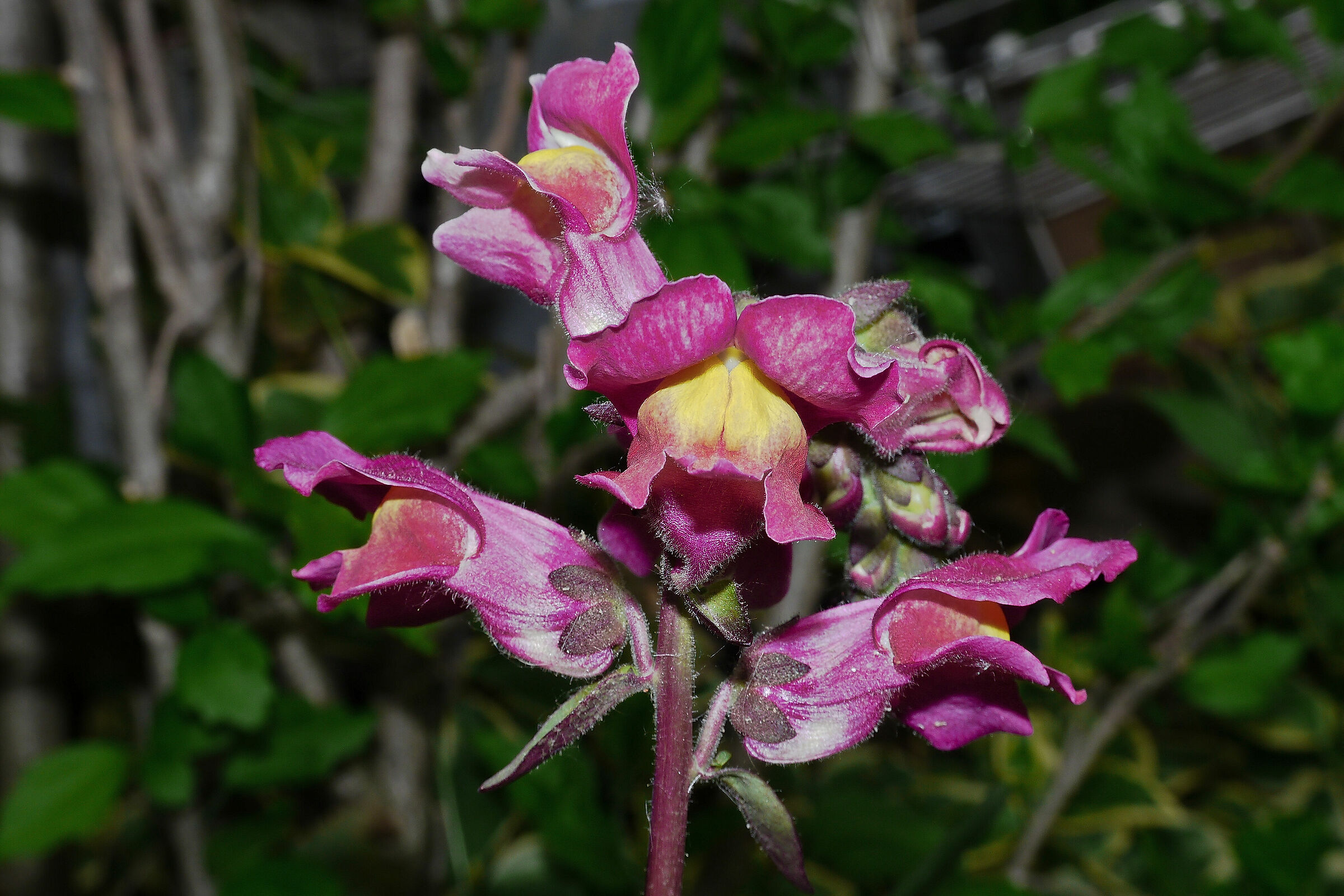 colors in the garden