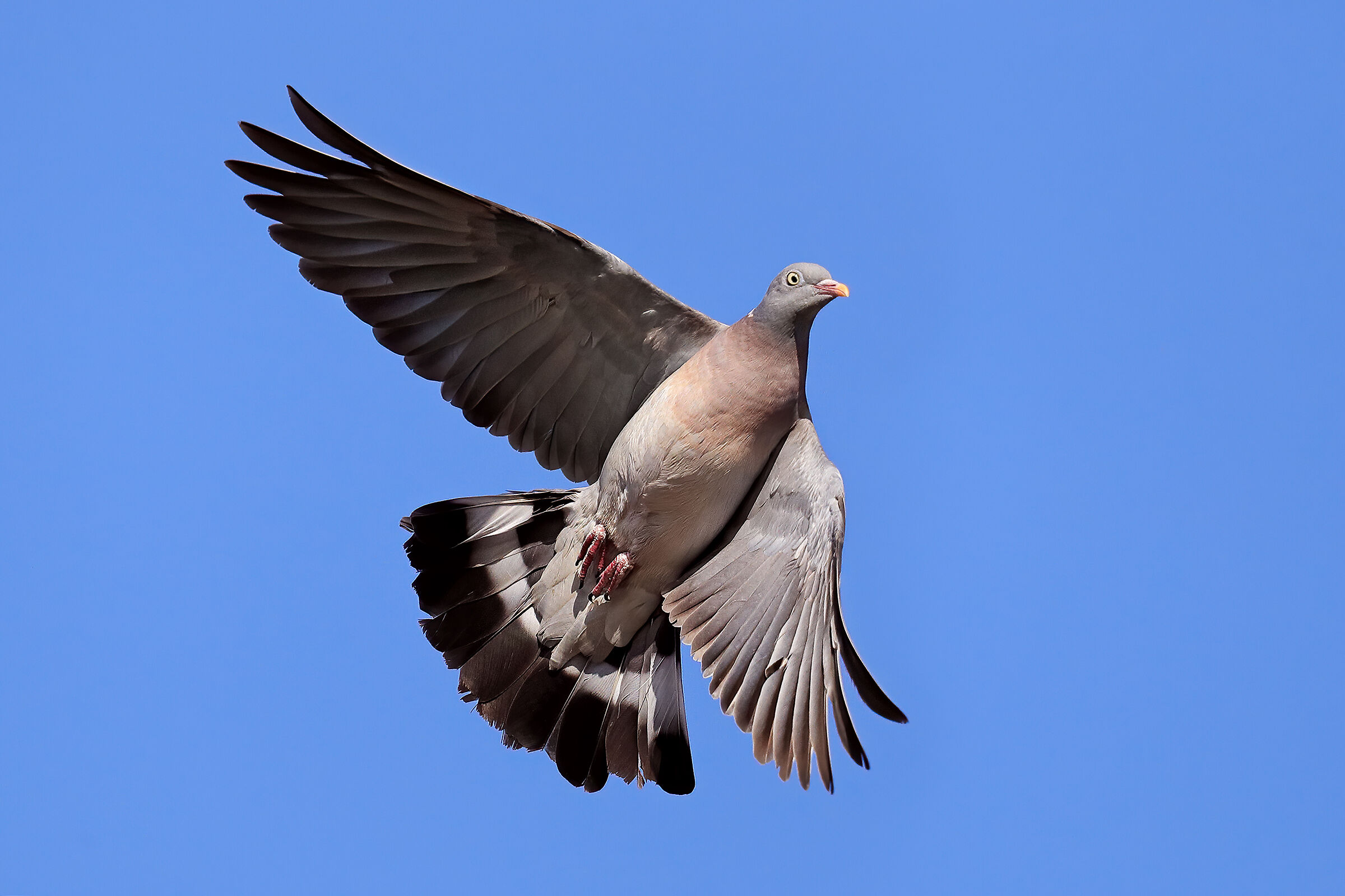 Dove