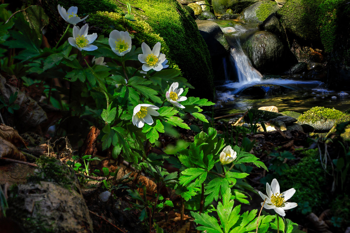 Anemone nemorosa