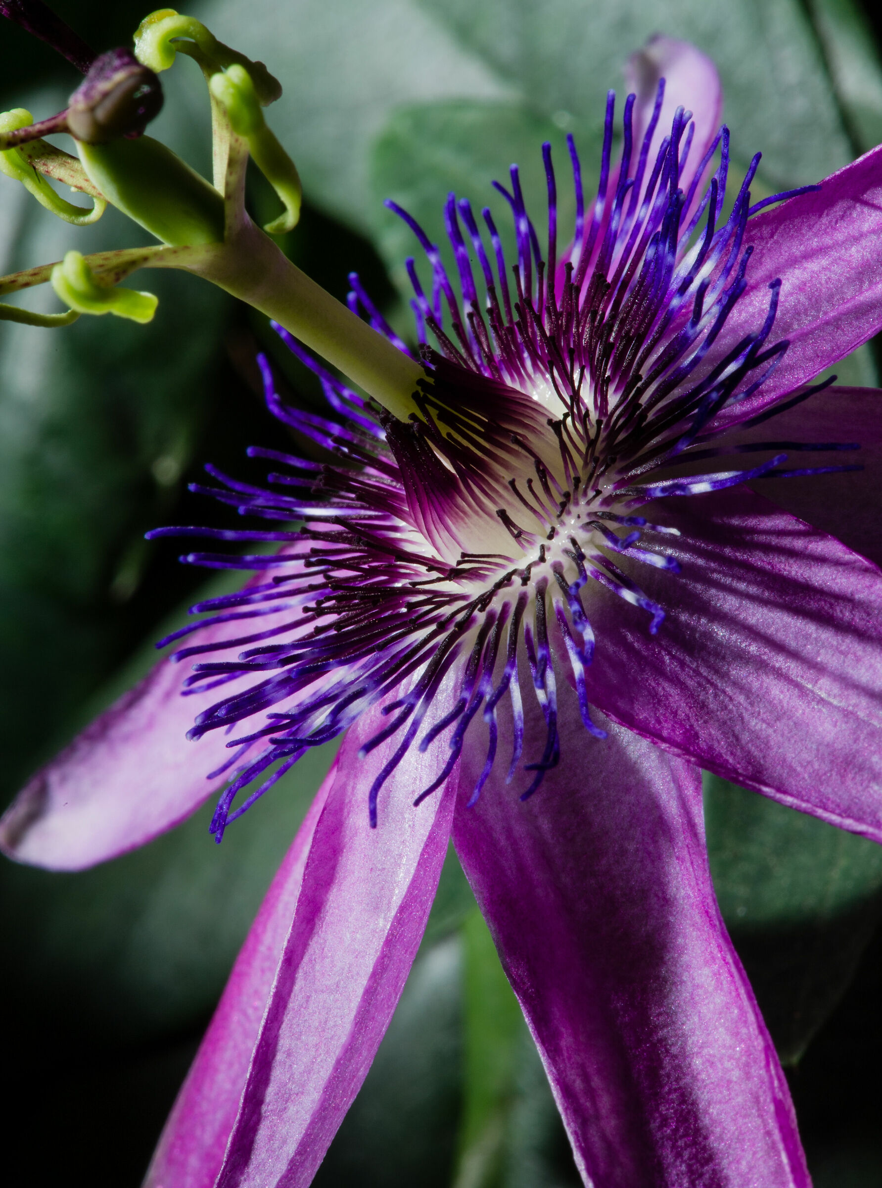 Passiflora