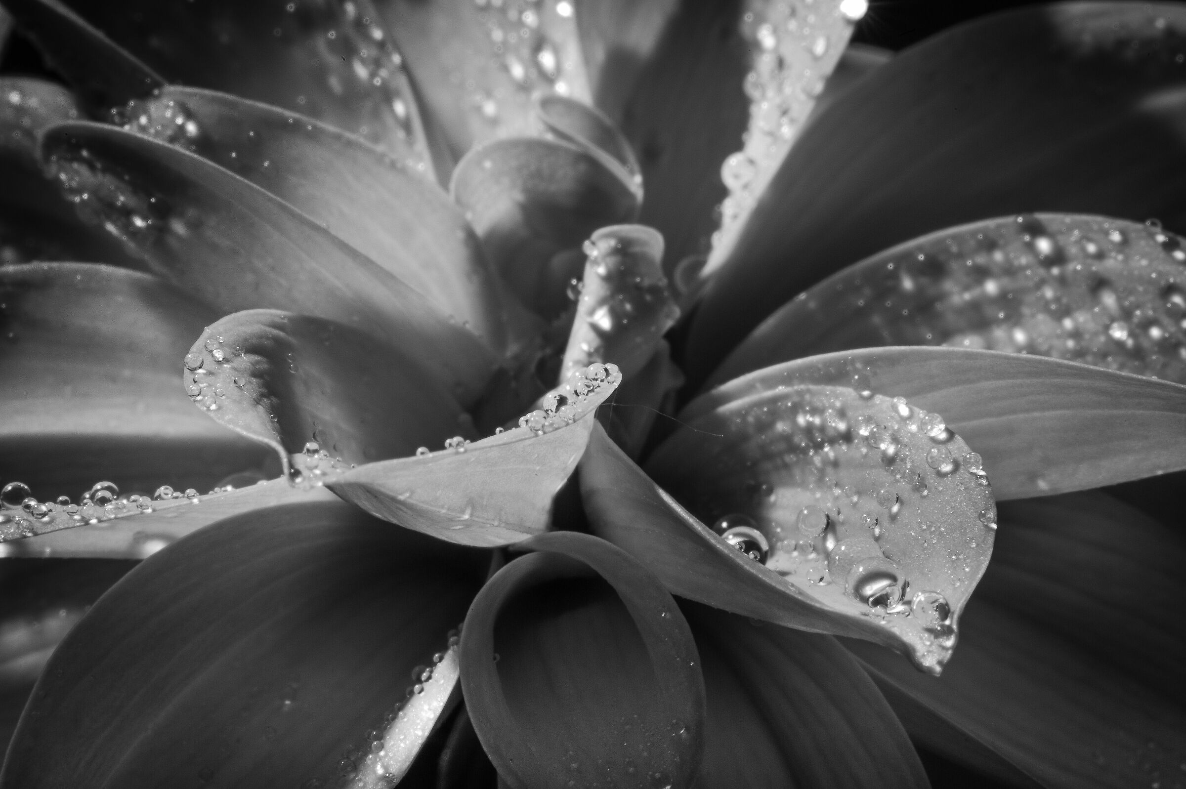 Black and white drops