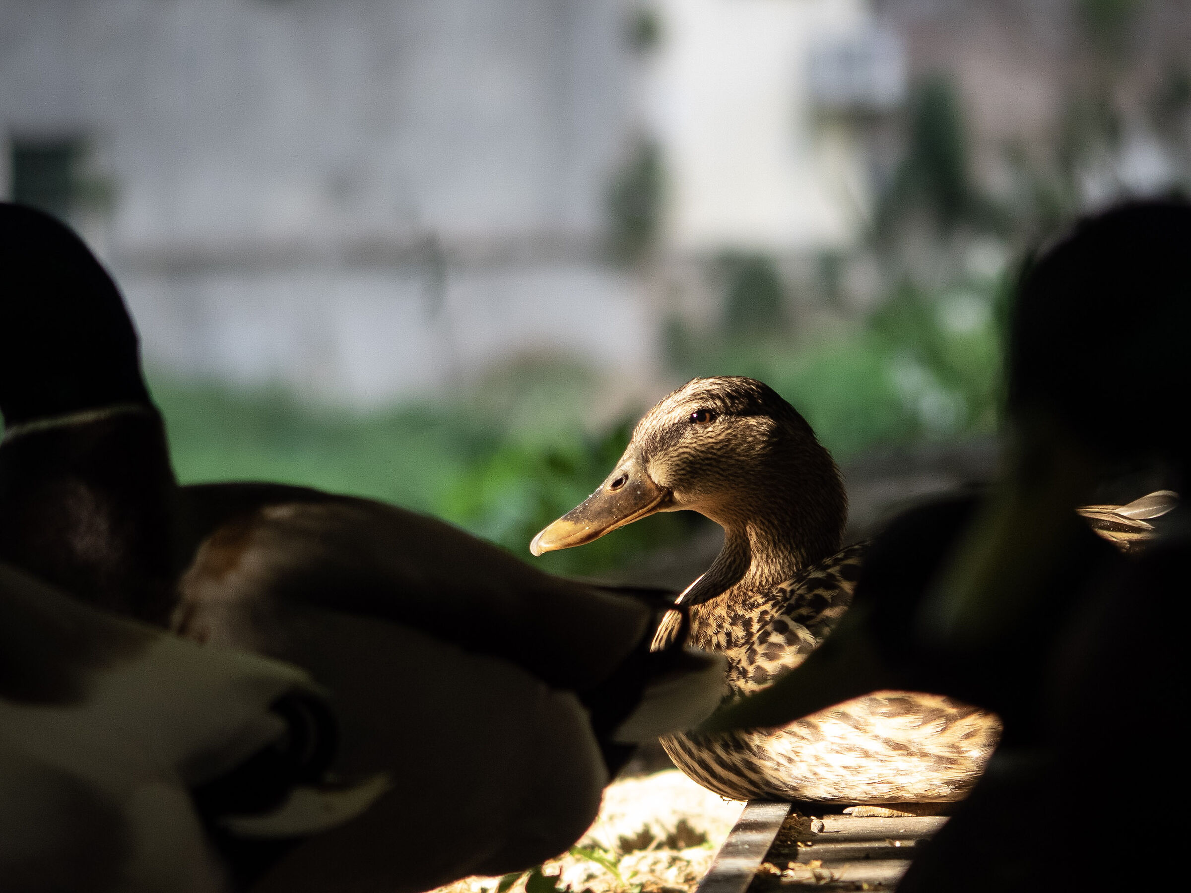 Photography at quarantine times