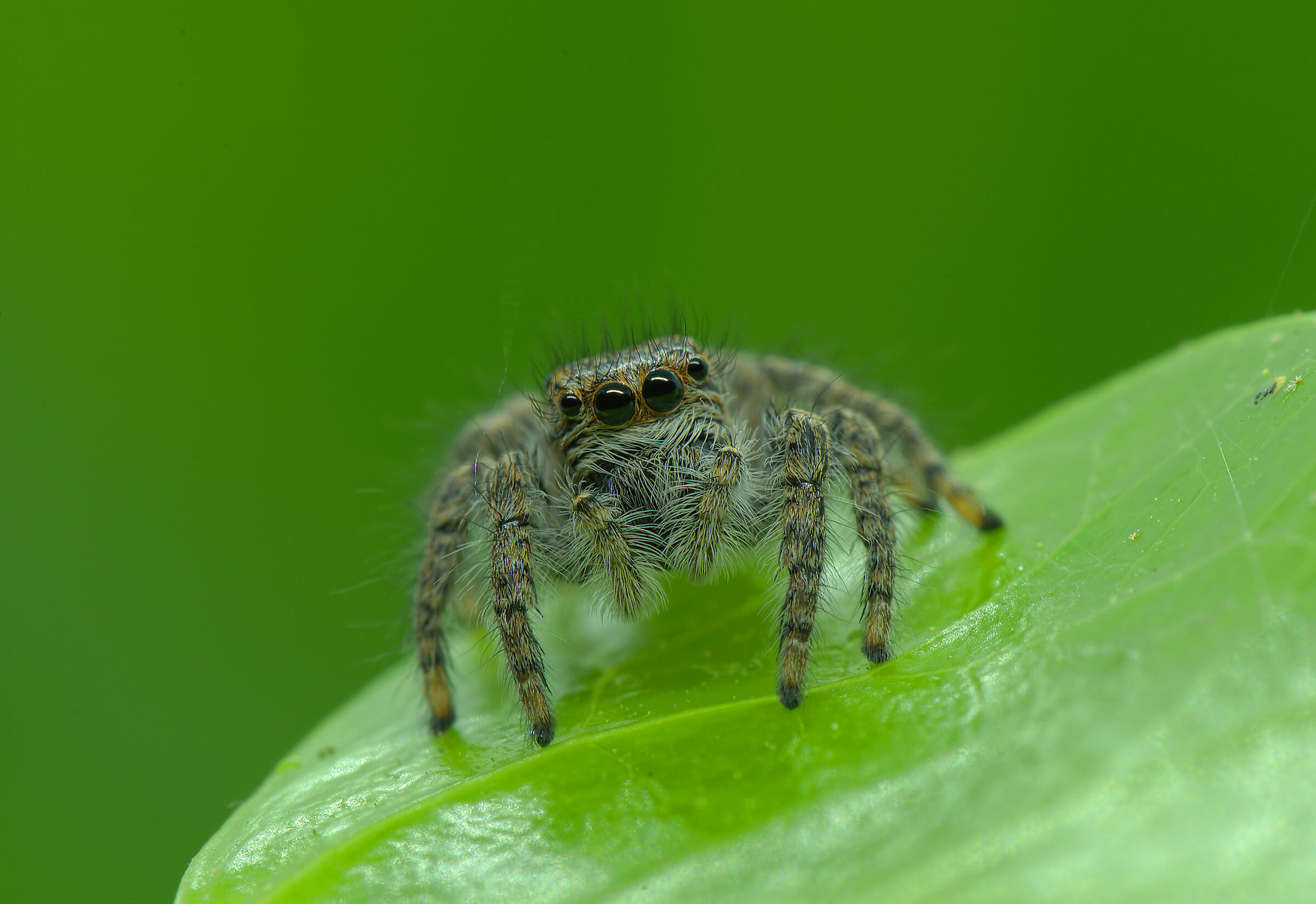 Salticidae