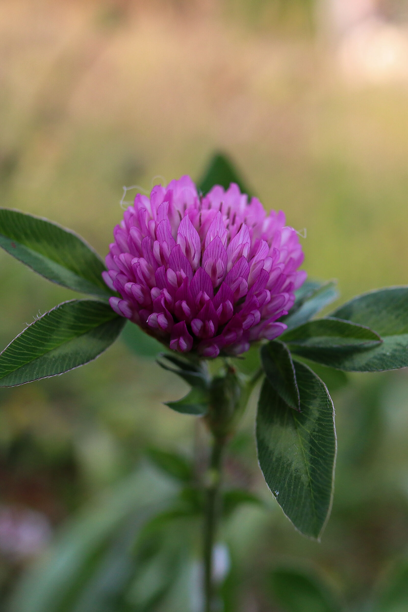 Clover of our meadows.