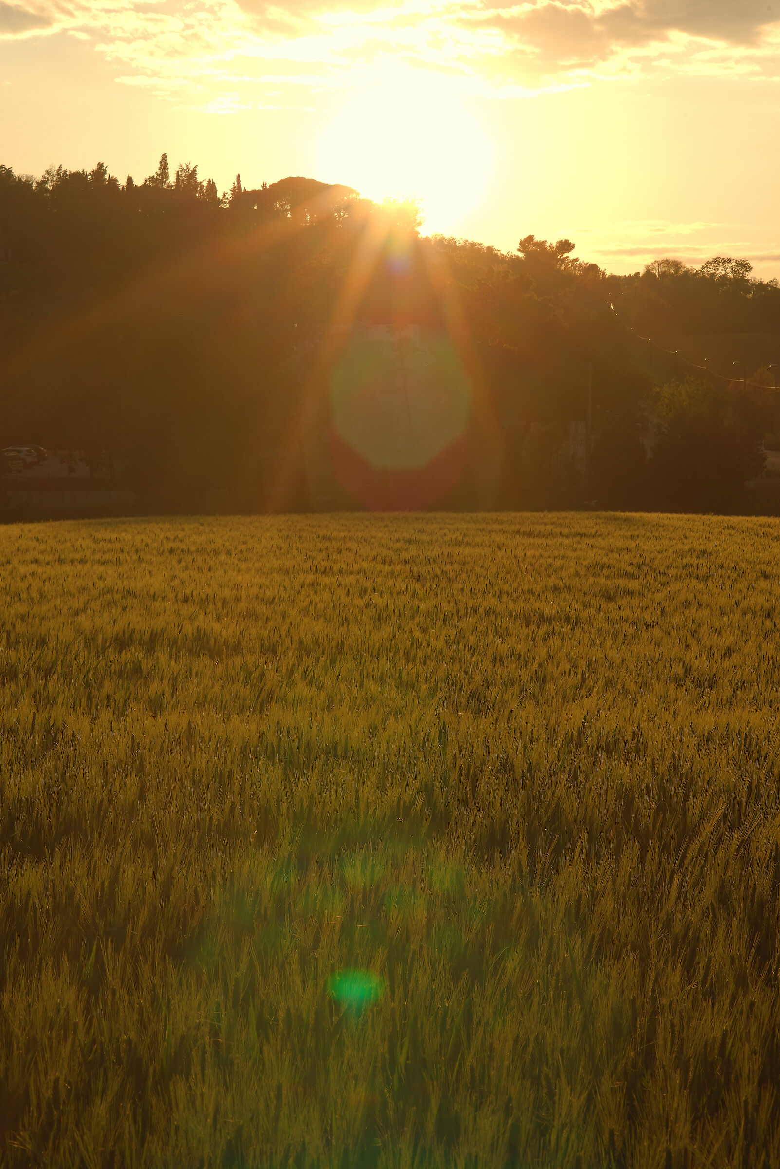 Sunset on the wheat