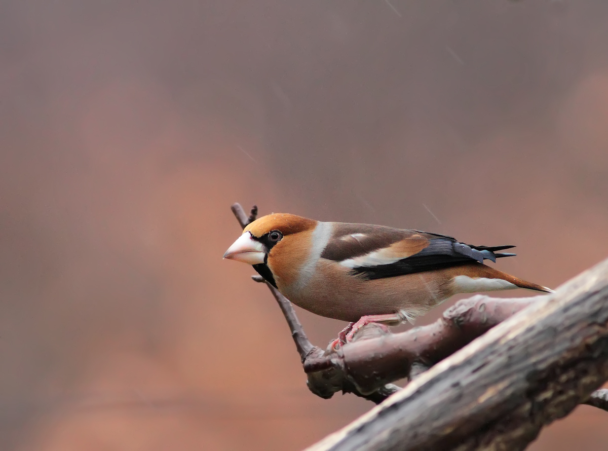 Hawfinch