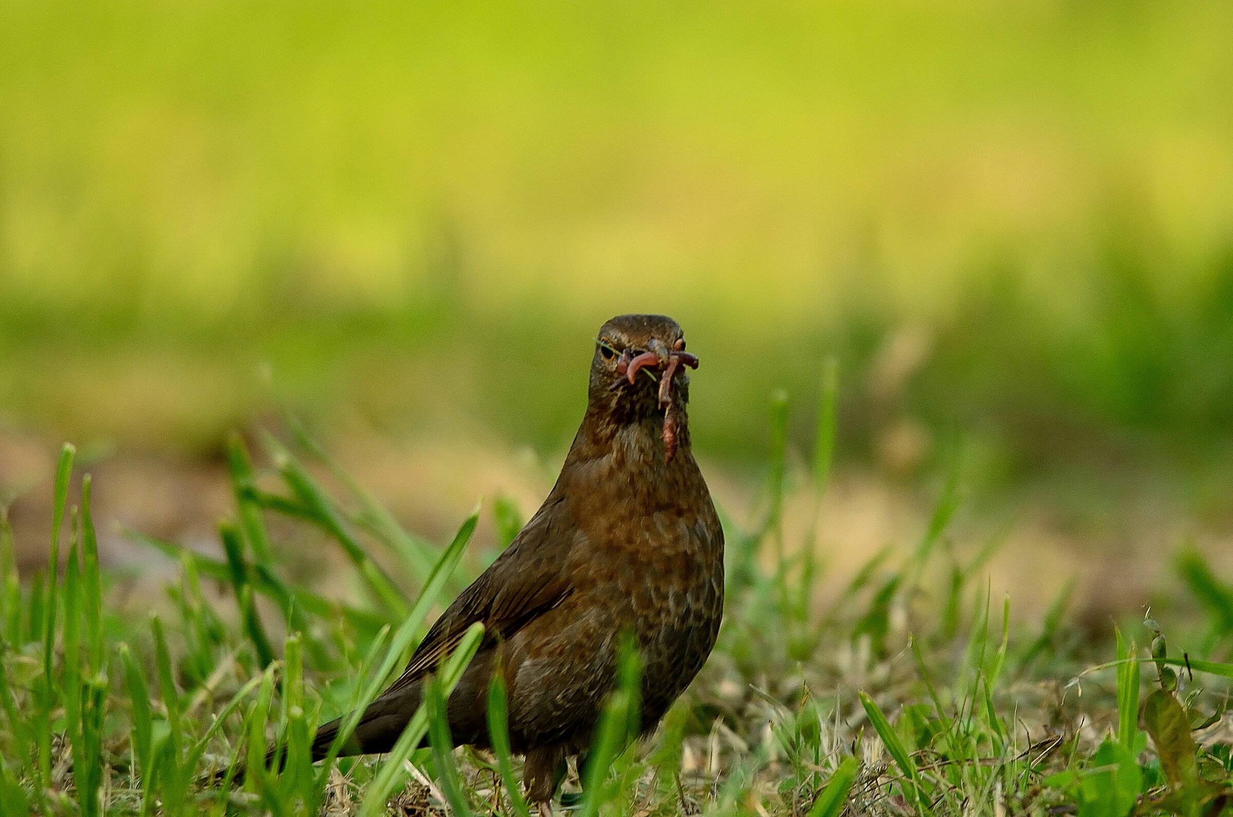 merlo's female with meal