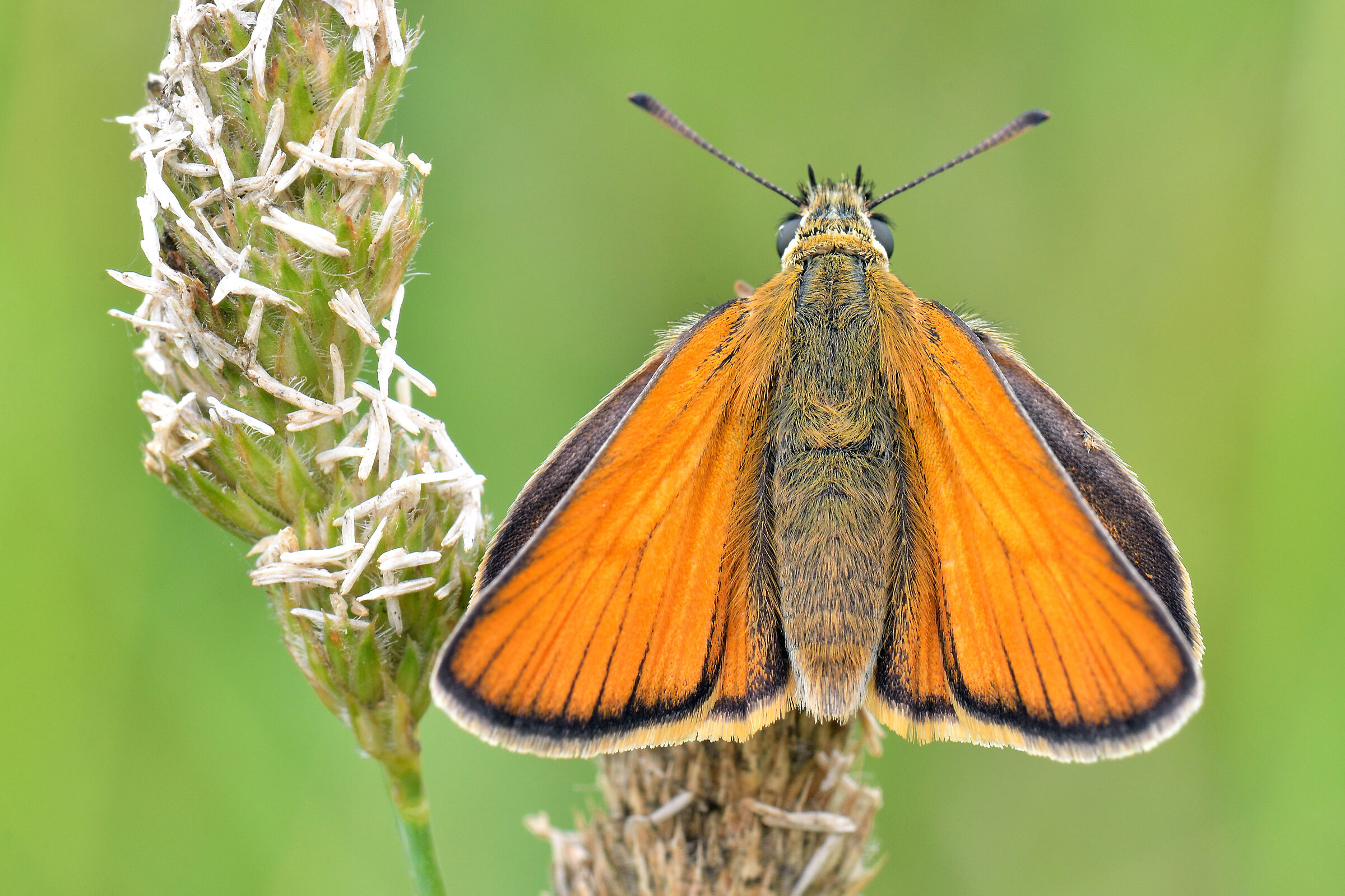 Thymelicus sylvestris