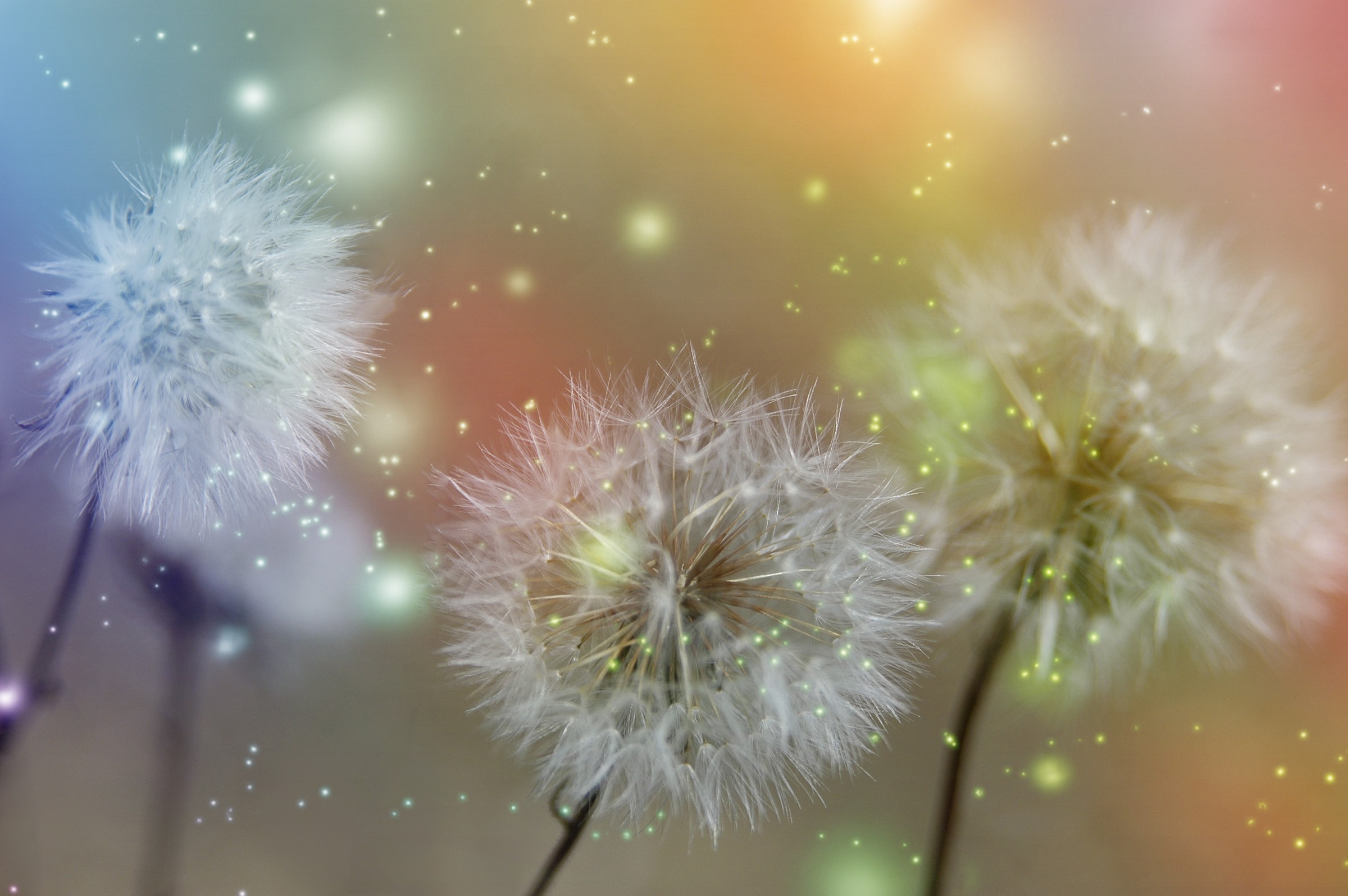 Dandelions Magia