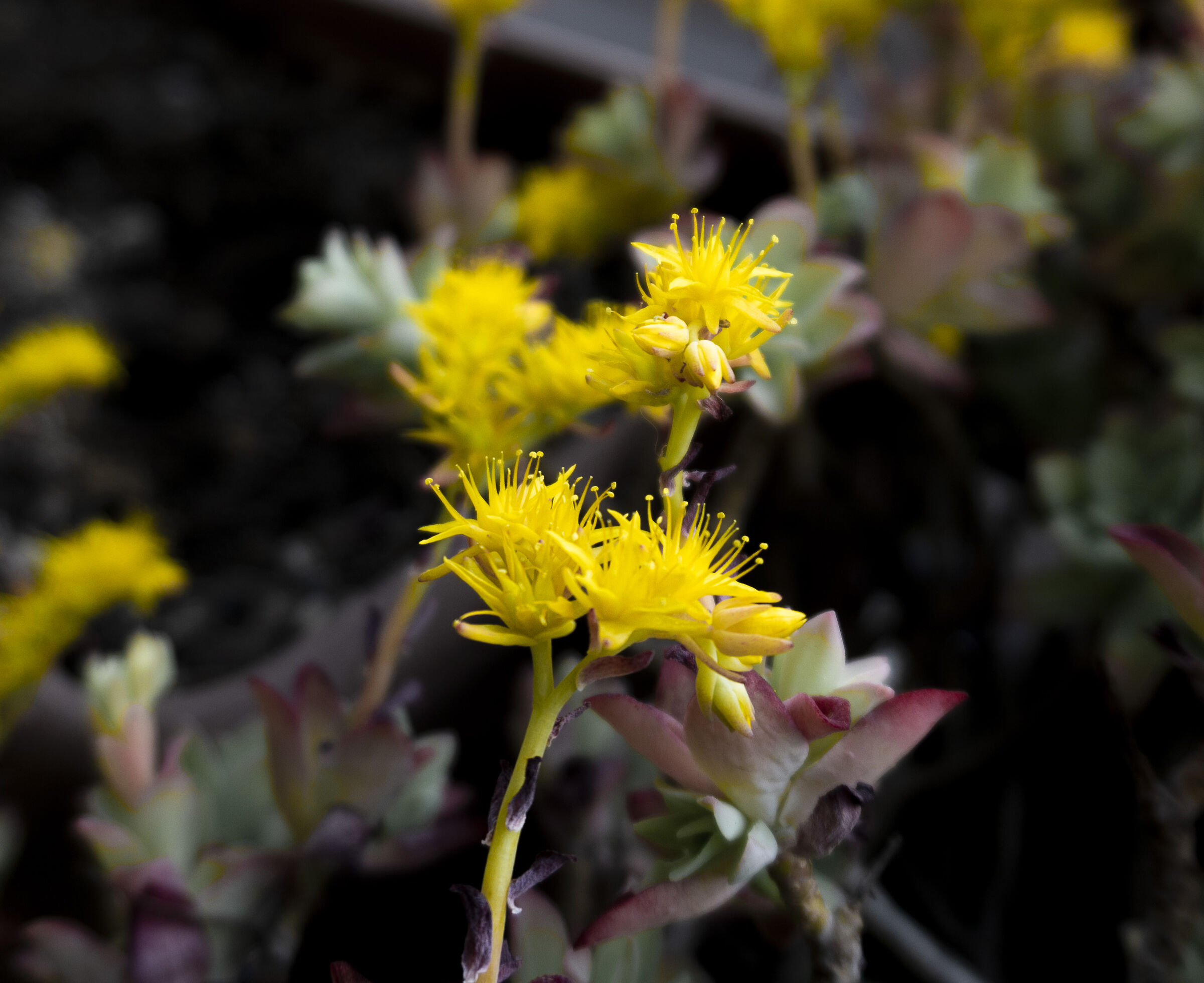 Sedum Palmieri 2