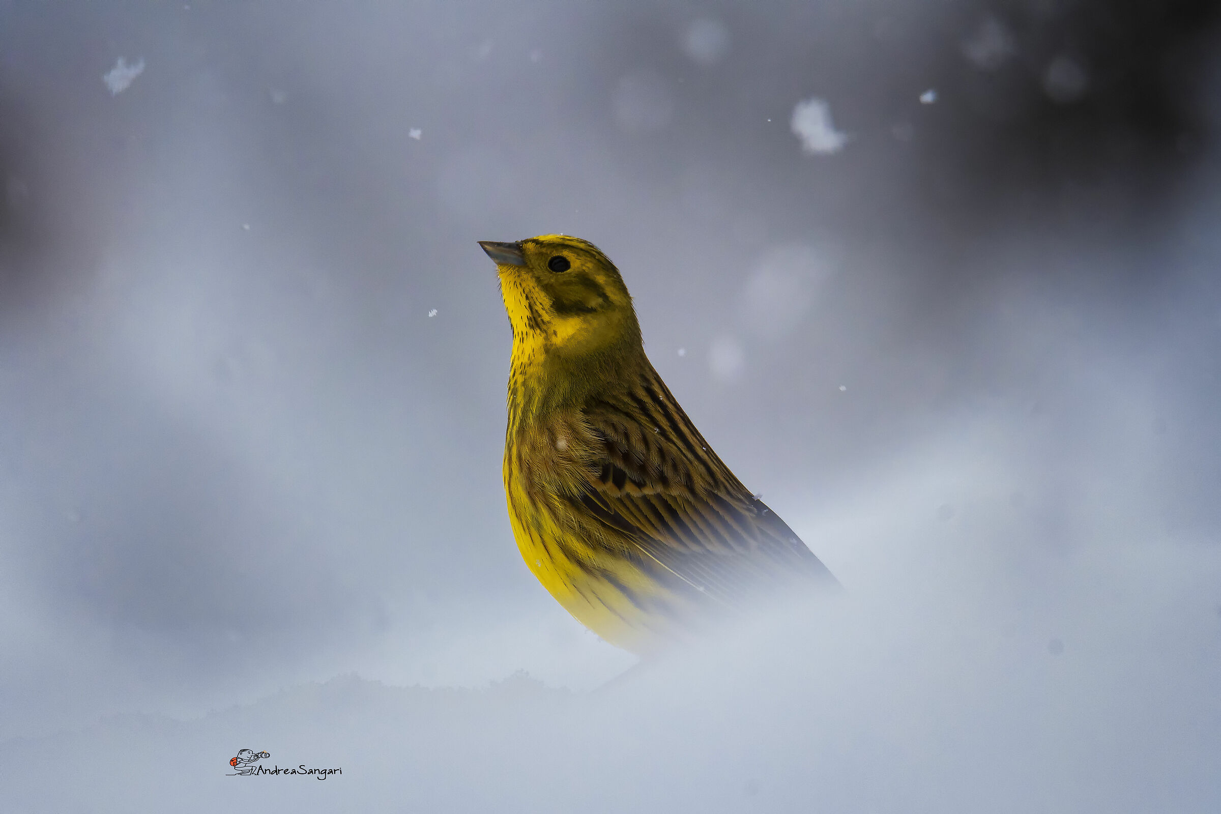 Lo zigolo pensieroso....