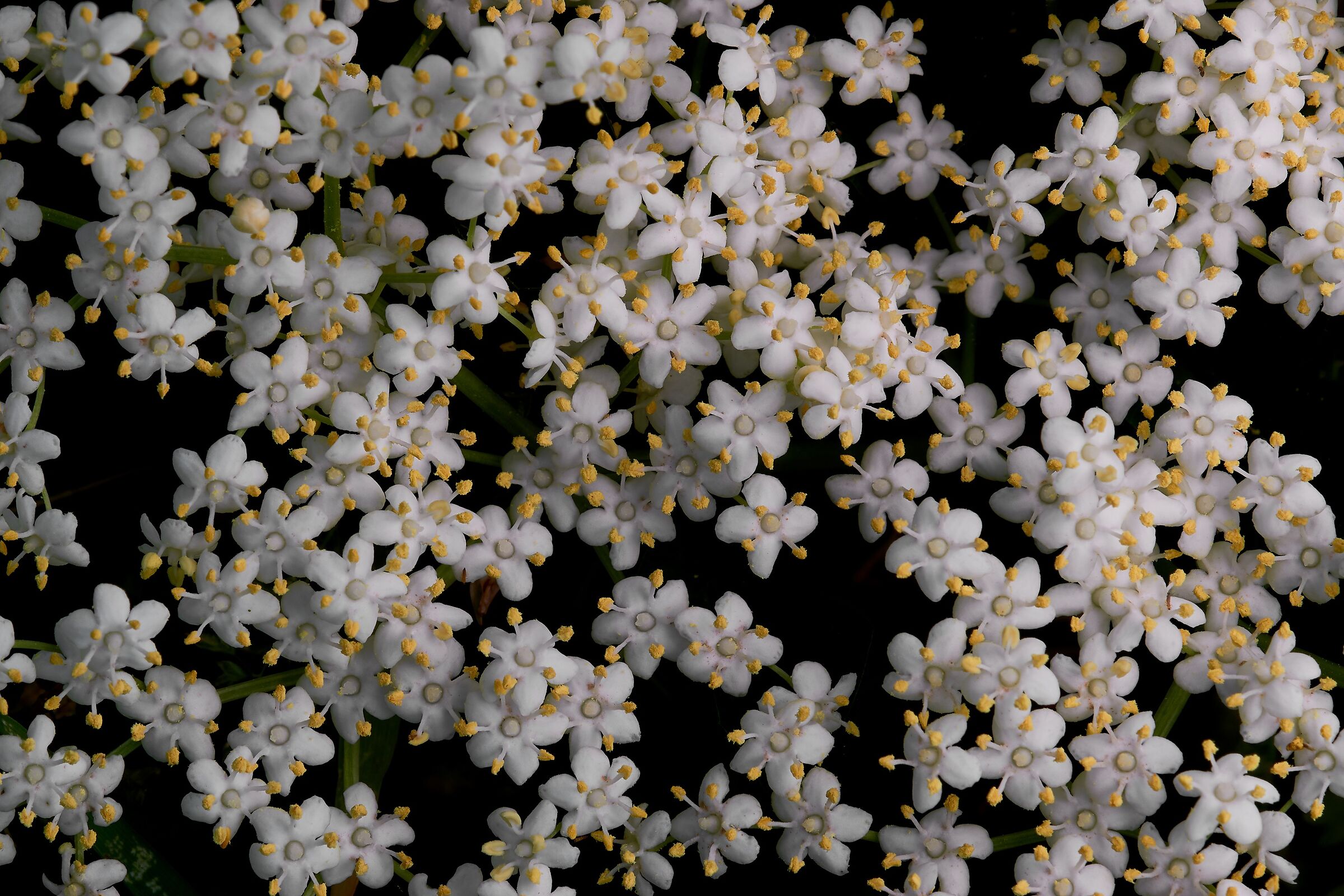 Sambuco visto da vicino