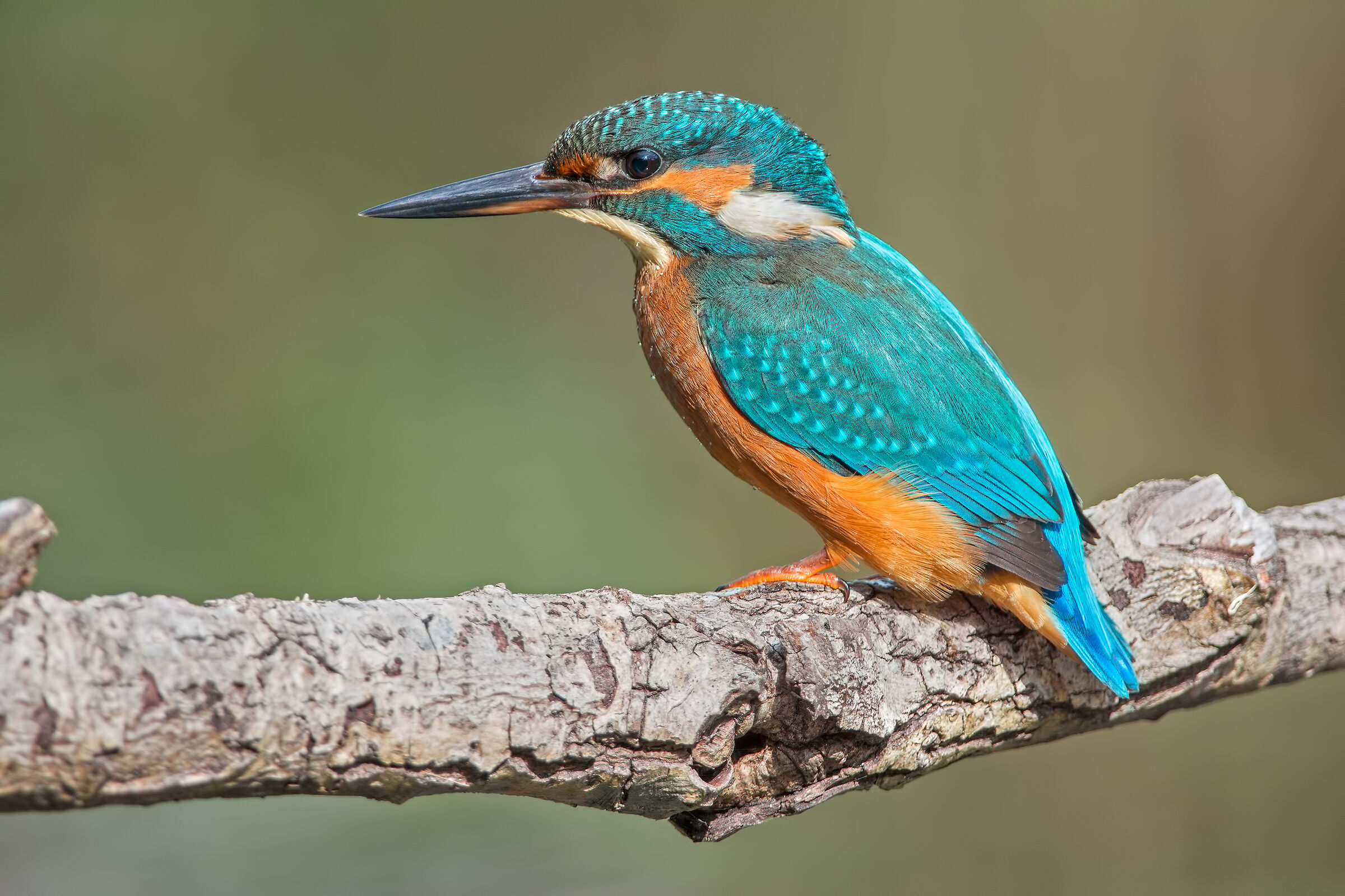 Martin pescatore - posa classica