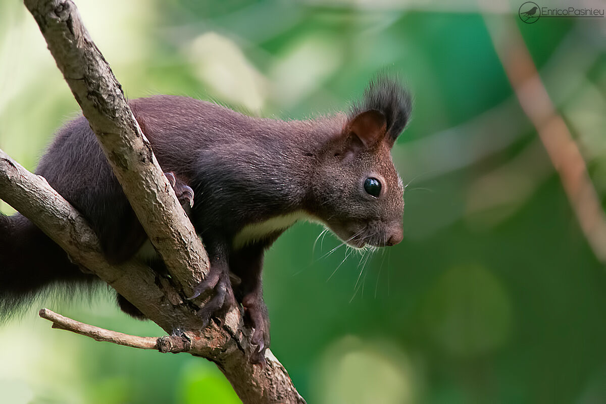 scoiattolo rosso