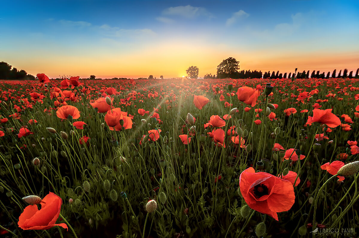 Field of poppies