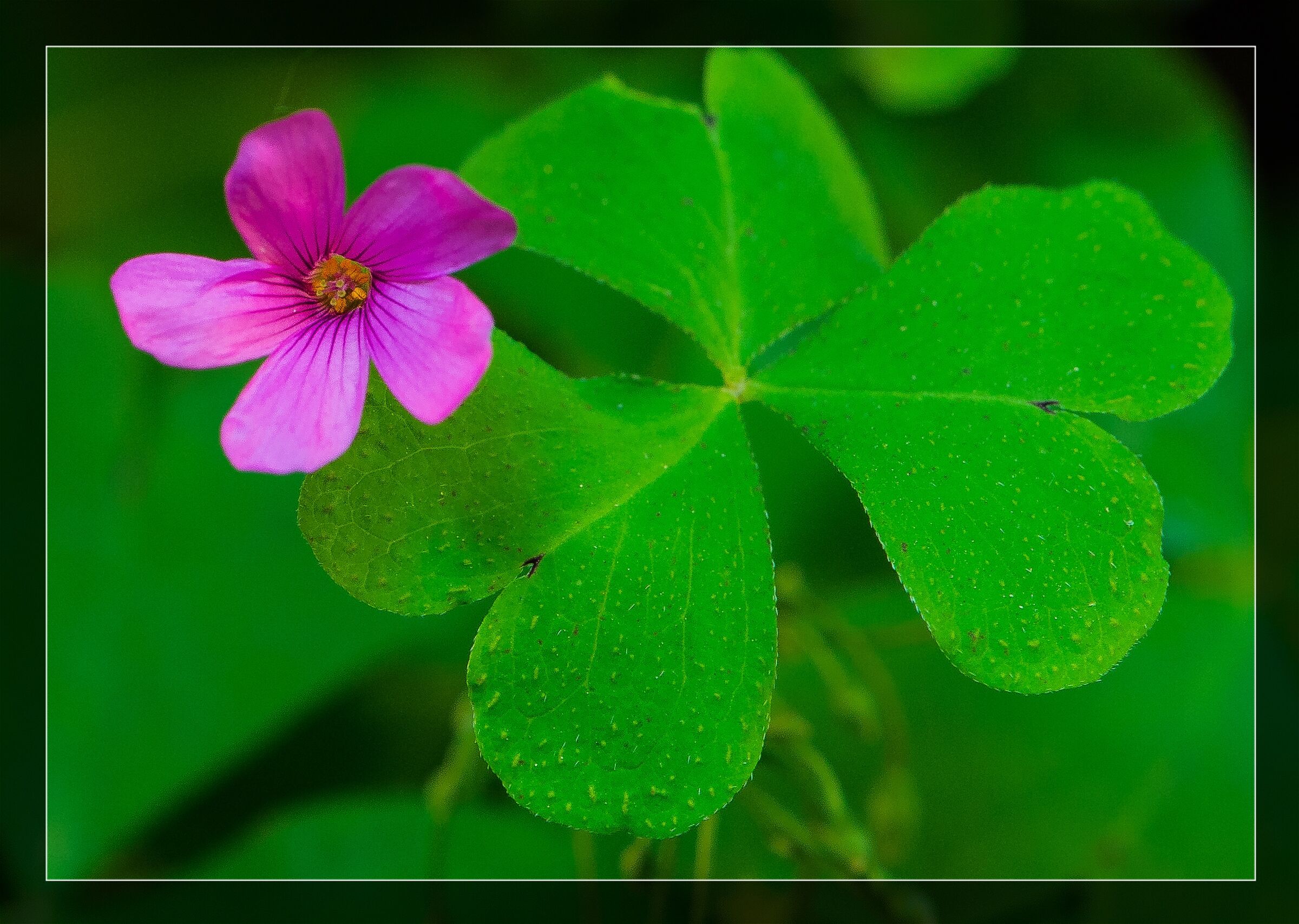 Clover Flower