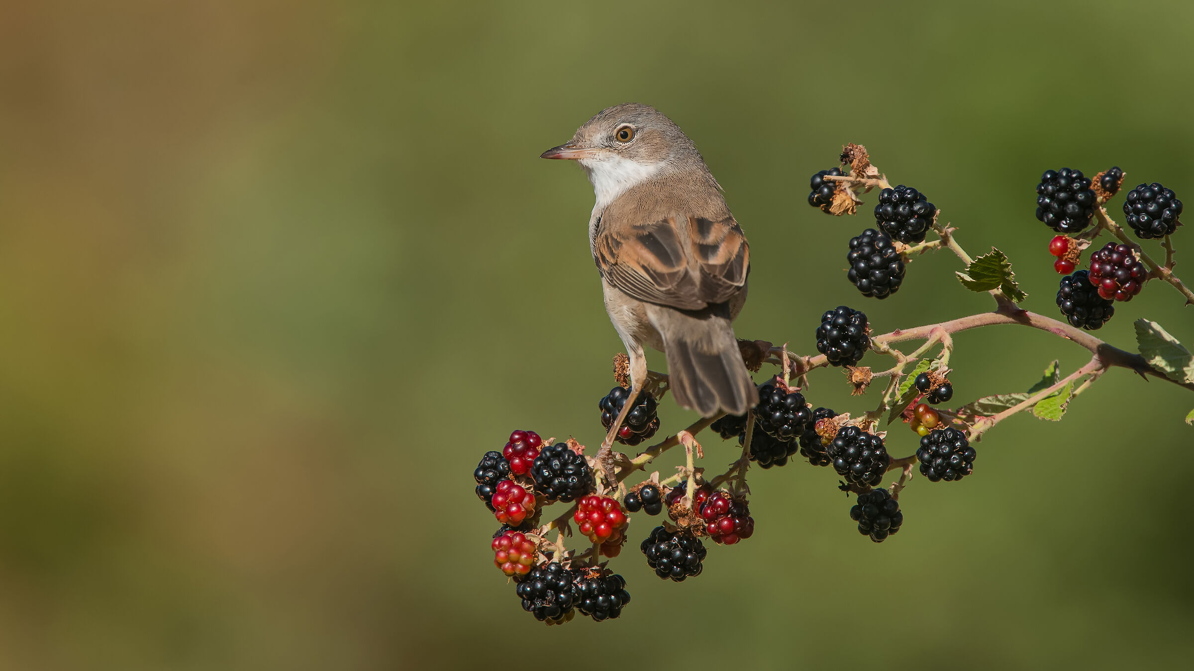 Sylvia communis » Common Whitethroat