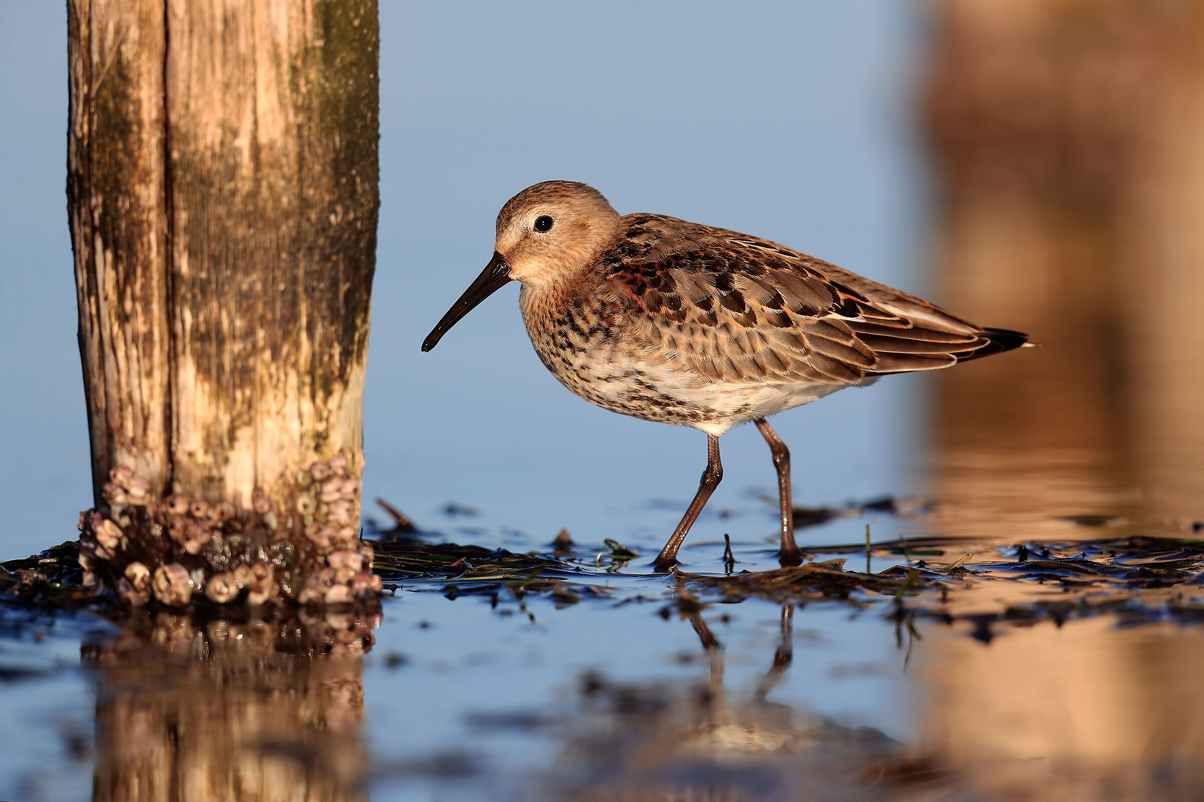 Piovanello all' alba