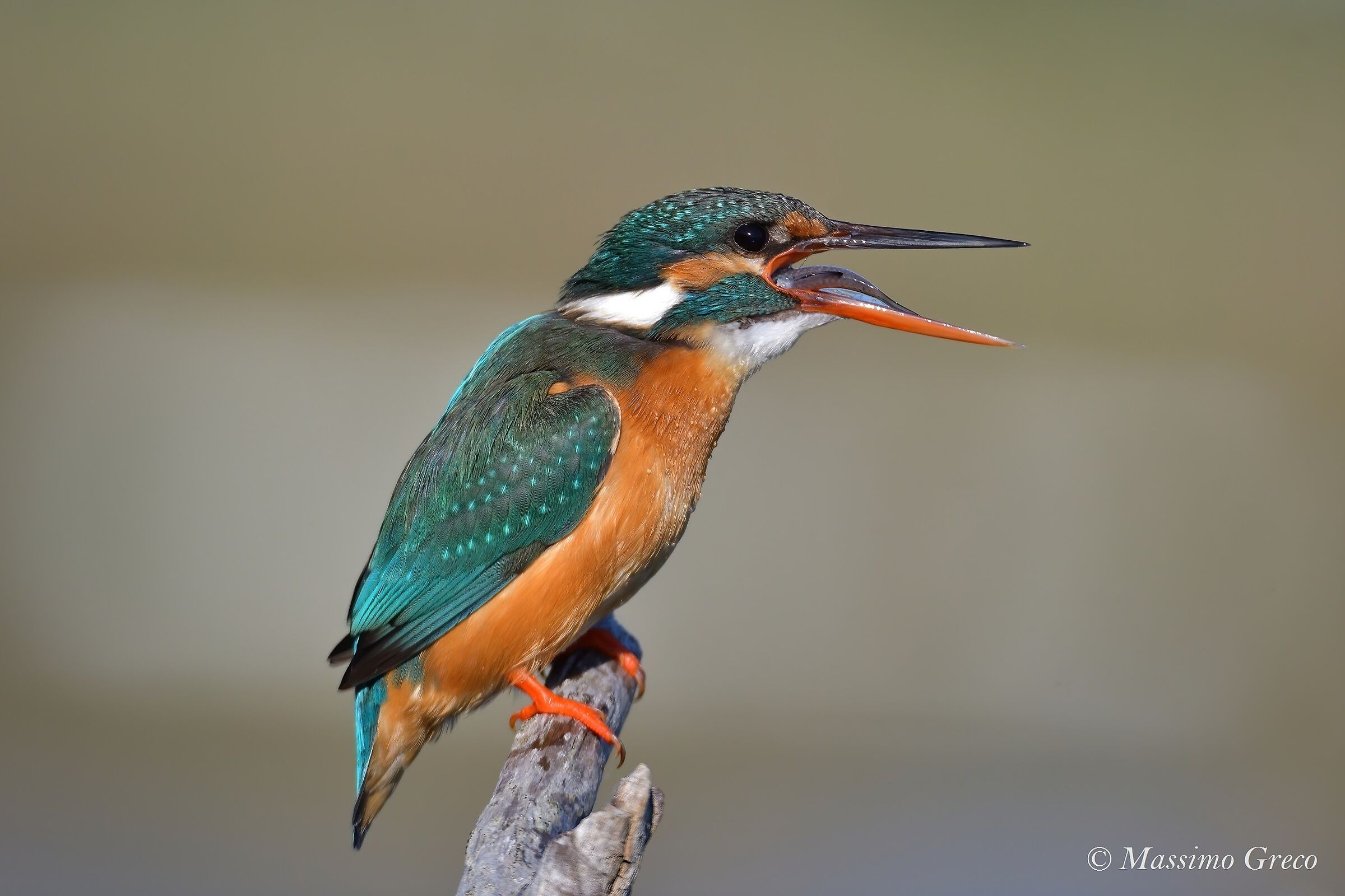 Kingfisher