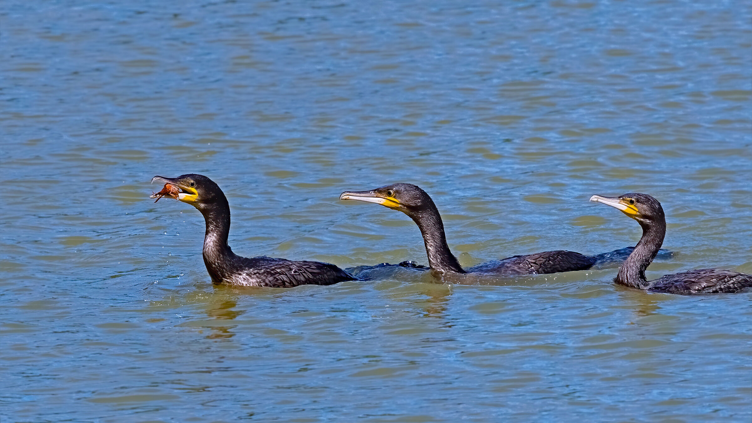 Cormorani - I eat the gag