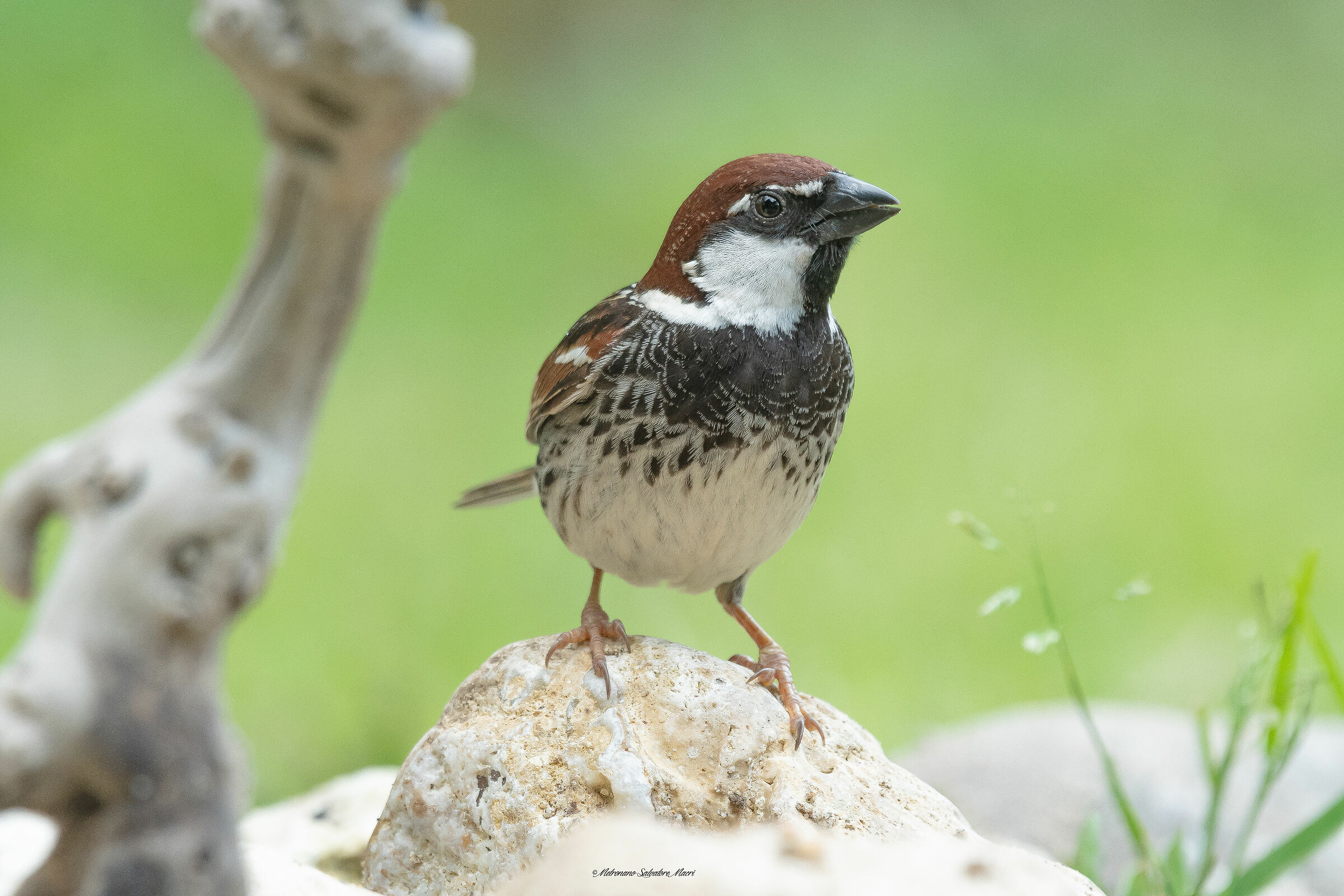 Sparrow D' Italia M.