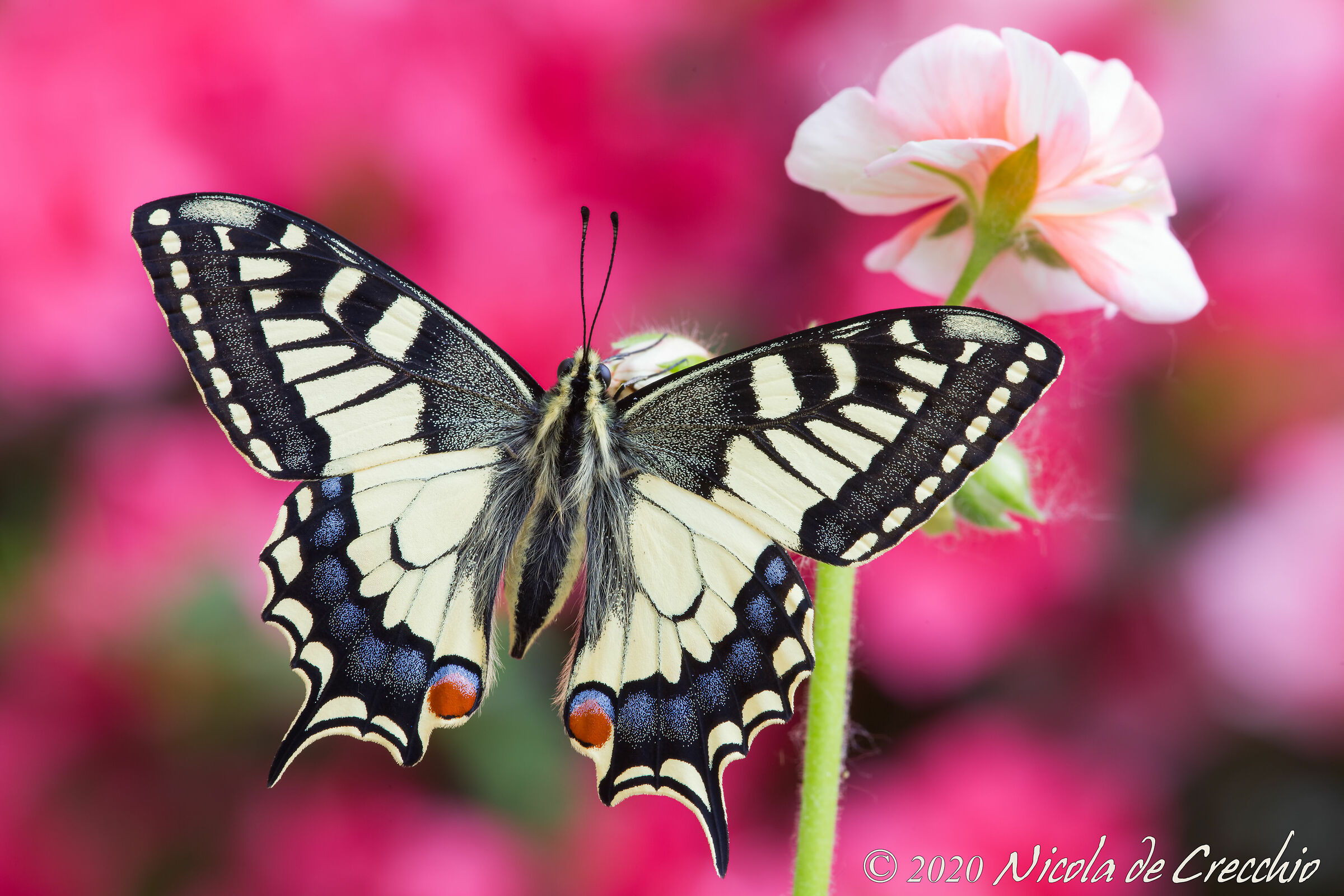 Il macaone a km zero