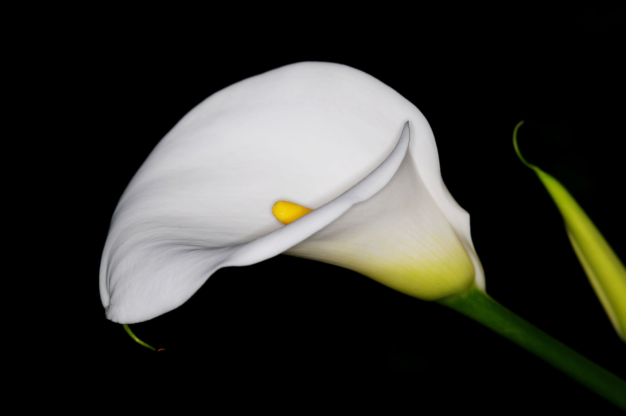calla
